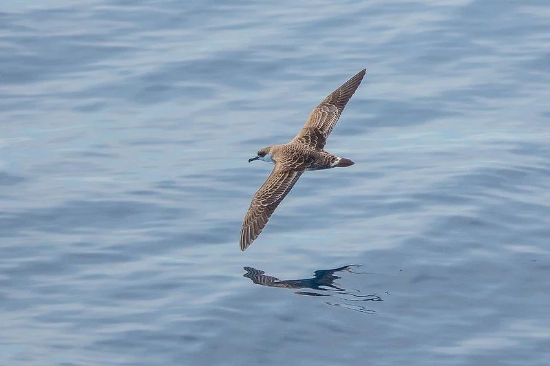 Great Shearwater
