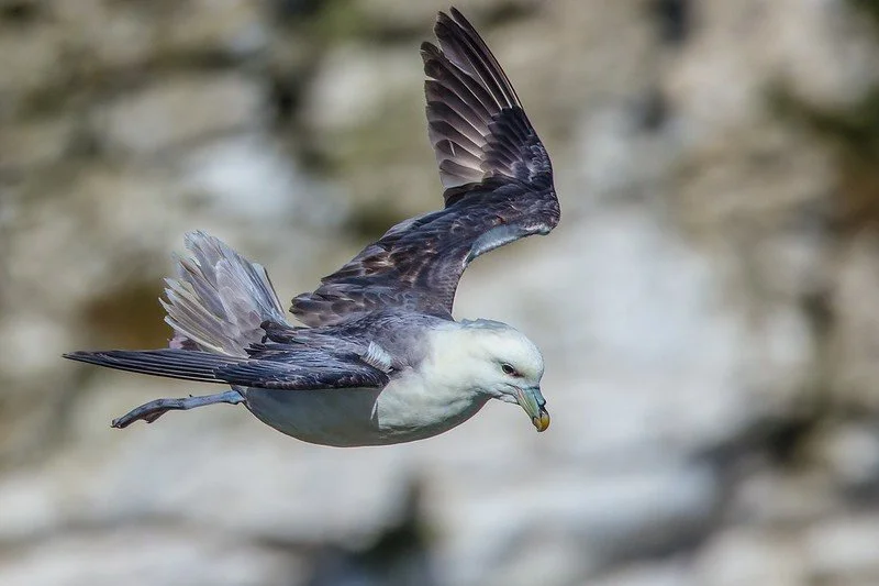 Fulmar