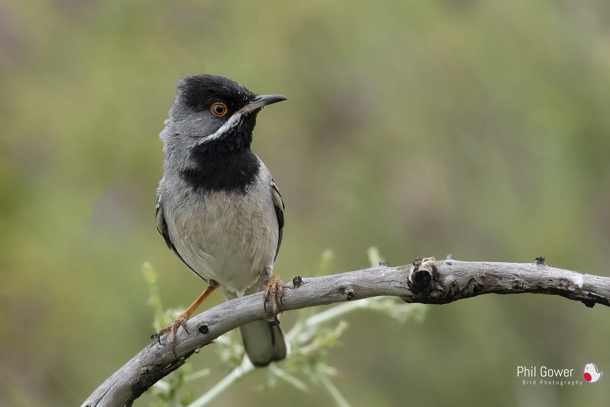 Ruppell's Warbler (URN: 23830 Lesvos, Greece