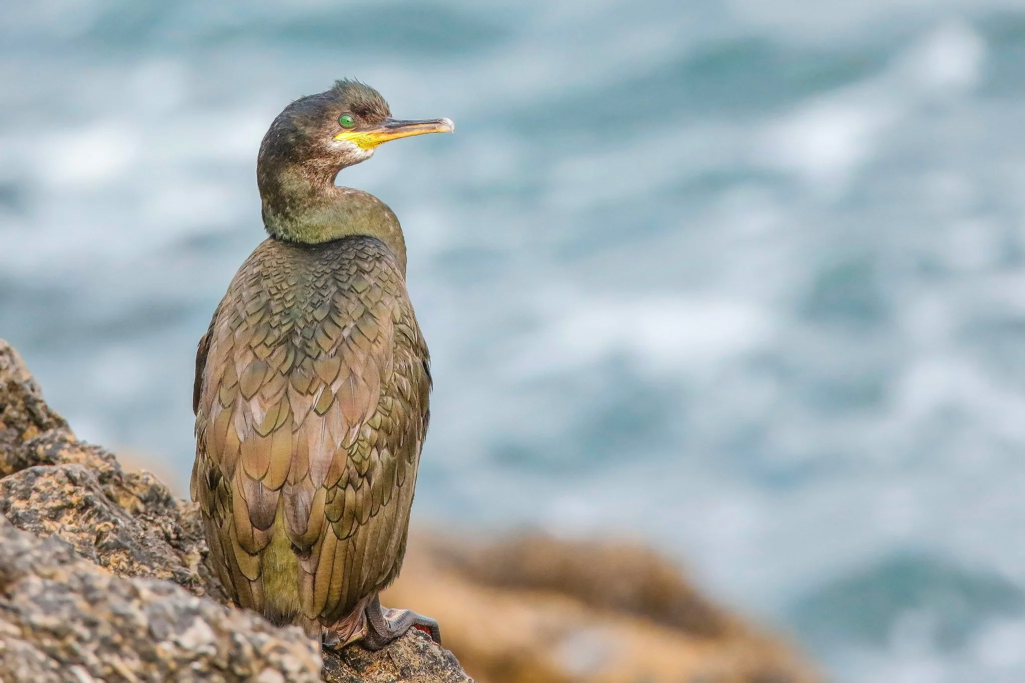 Shag (URN: 2511)
