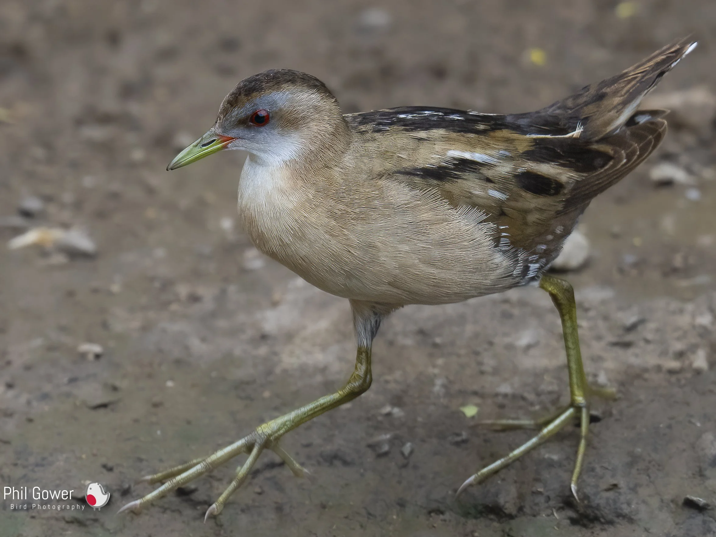 Little Crake (URN: 2451) Metochi Lake, Lesvos