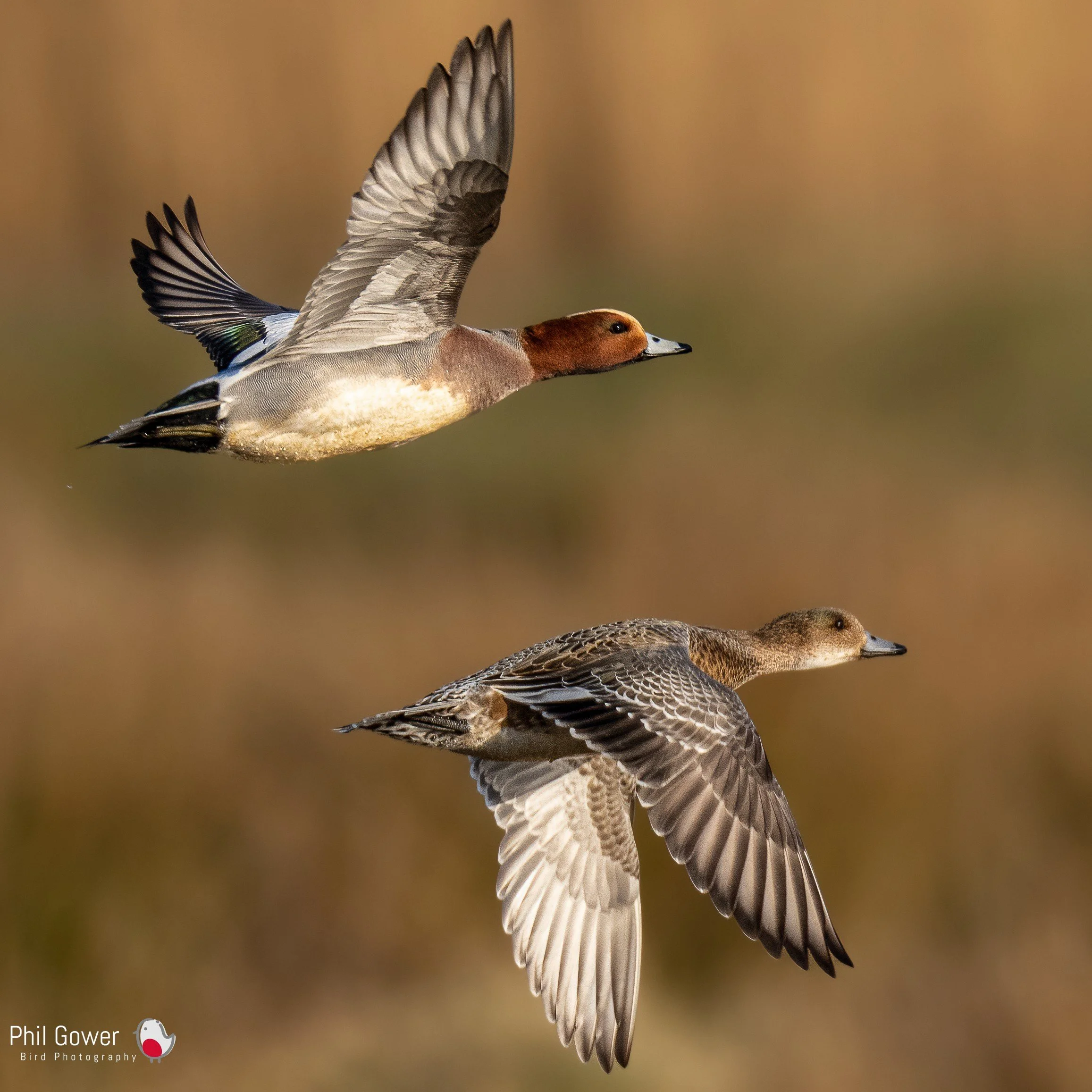 Wigeon (Anas penelope) (URN: 1908) - Bowling Green Marsh, Devon