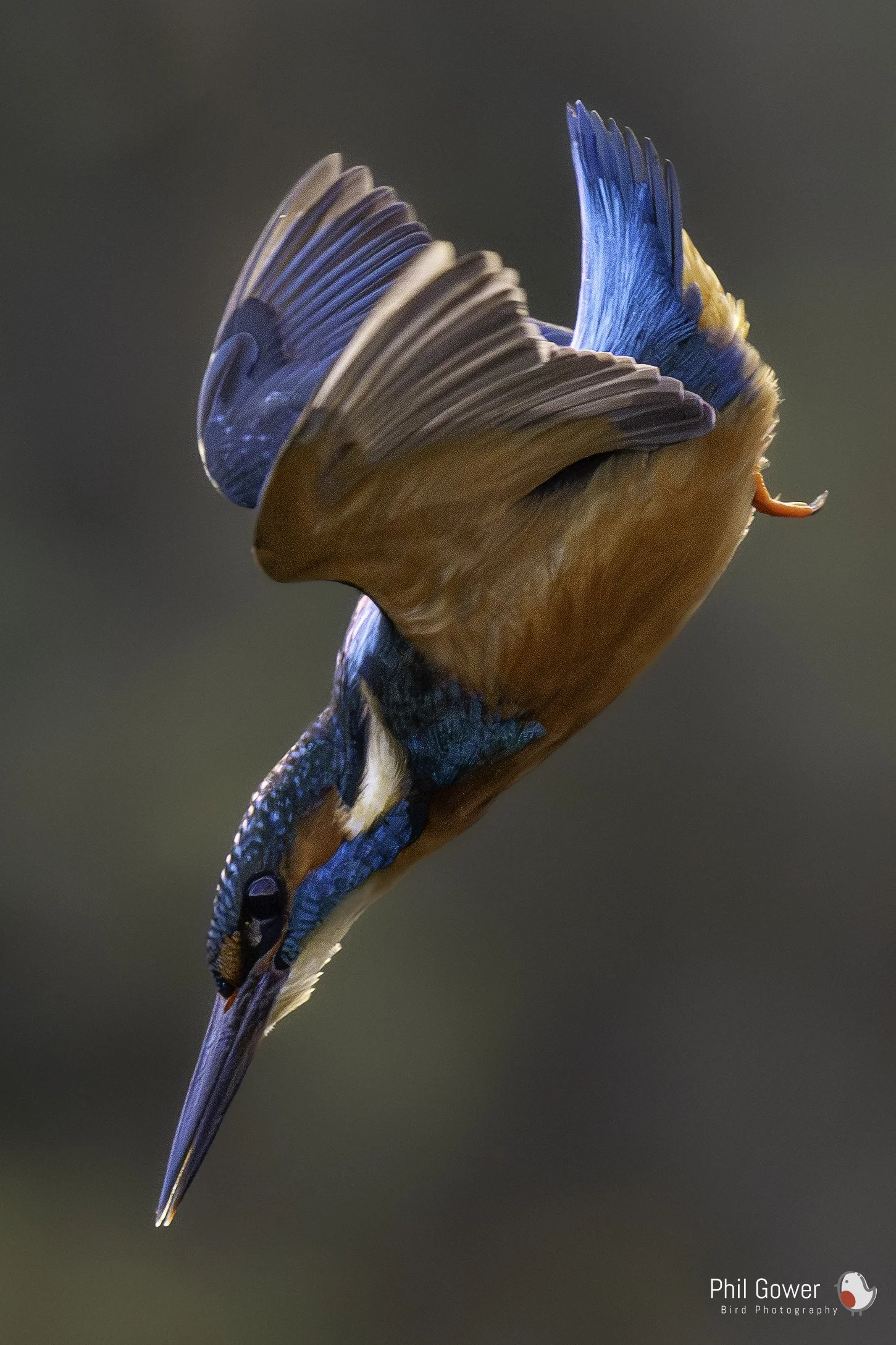 Diving Kingfisher by Phil Gower.jpg