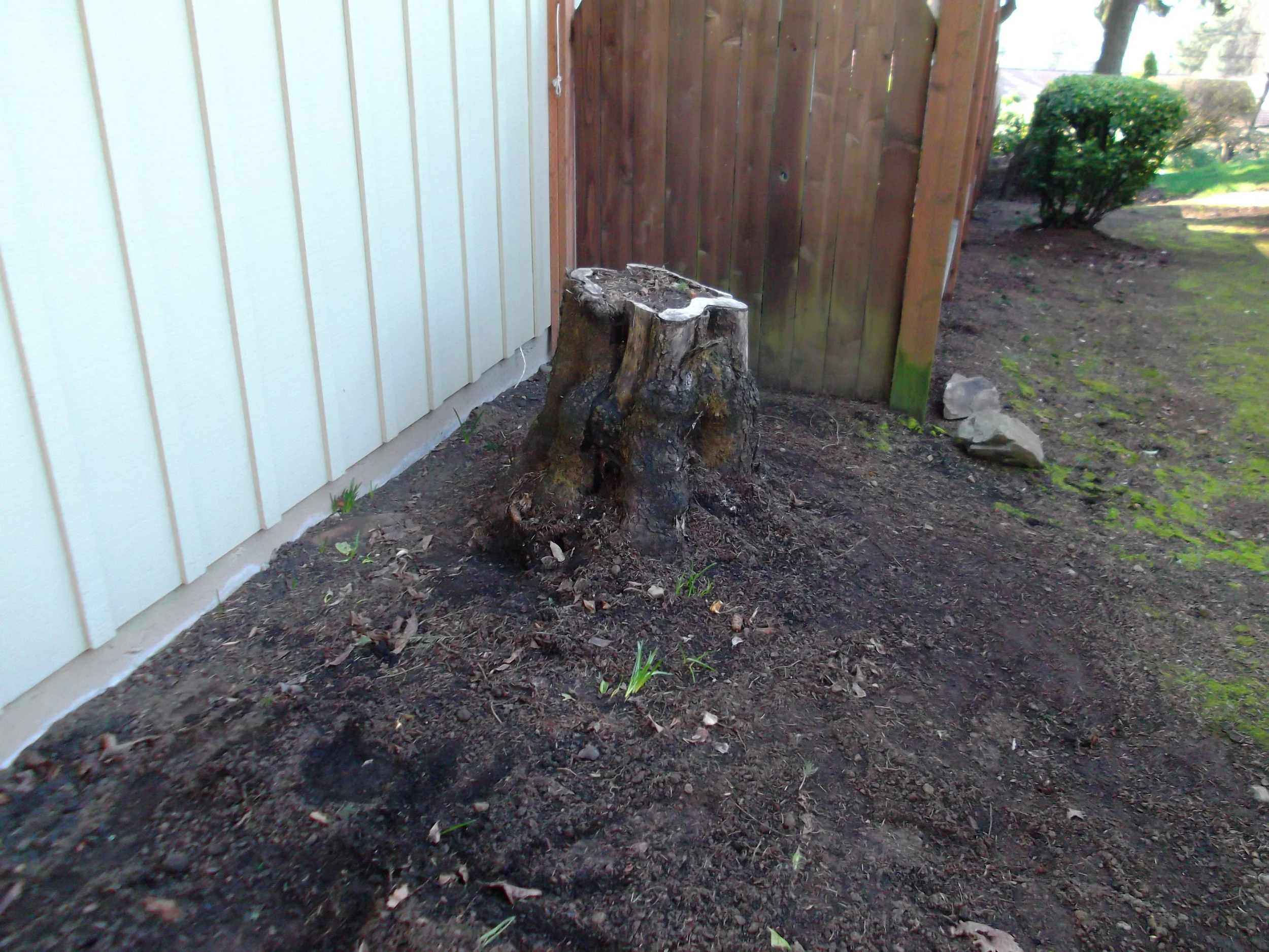 A stump with a rotten center next to the house.