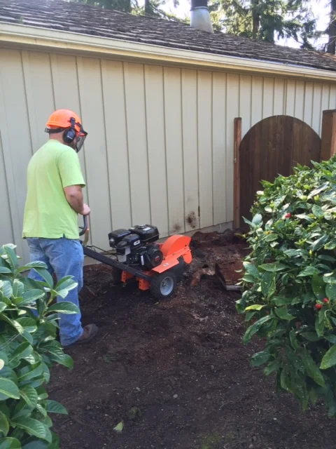 Then I grind what's left of the stump.