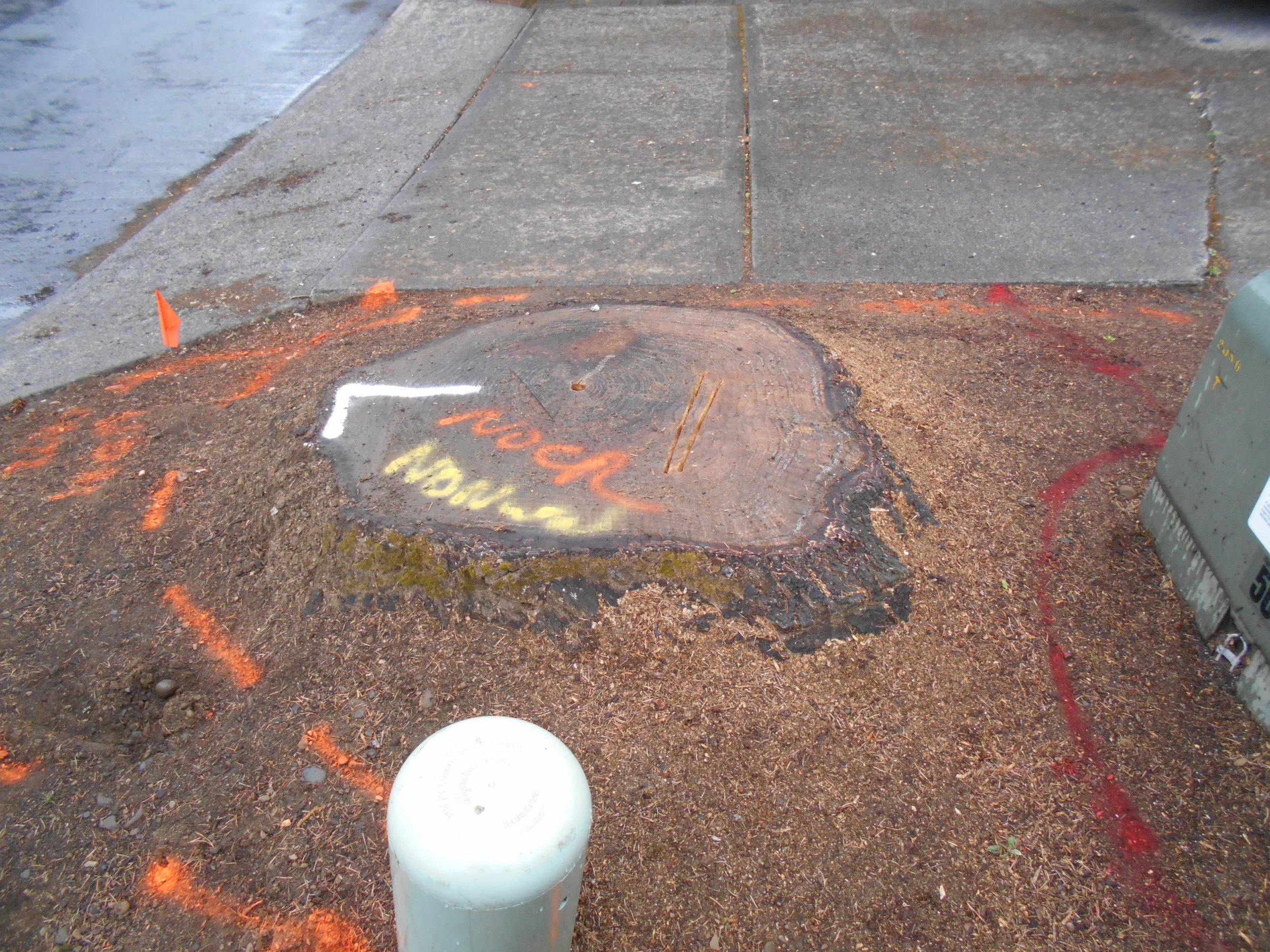  36” Douglas fir with electric, water and communication lines in the work area, chips were removed.  