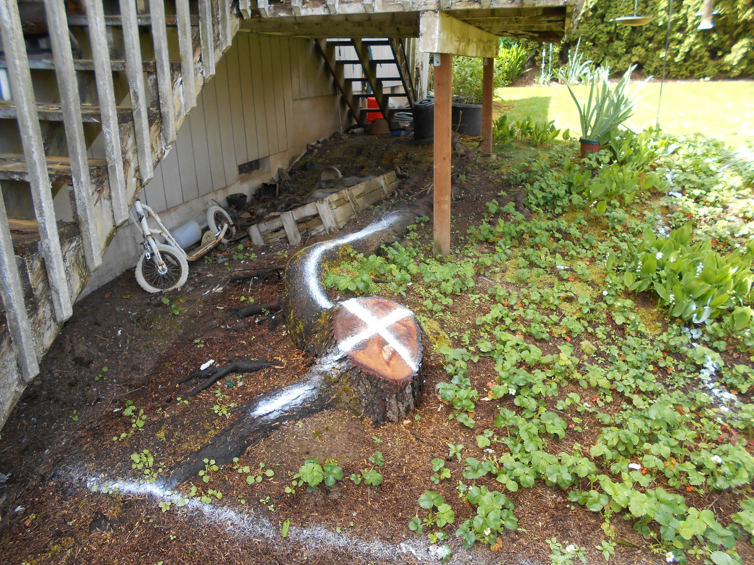  28” cherry with some big roots, chips were removed.  