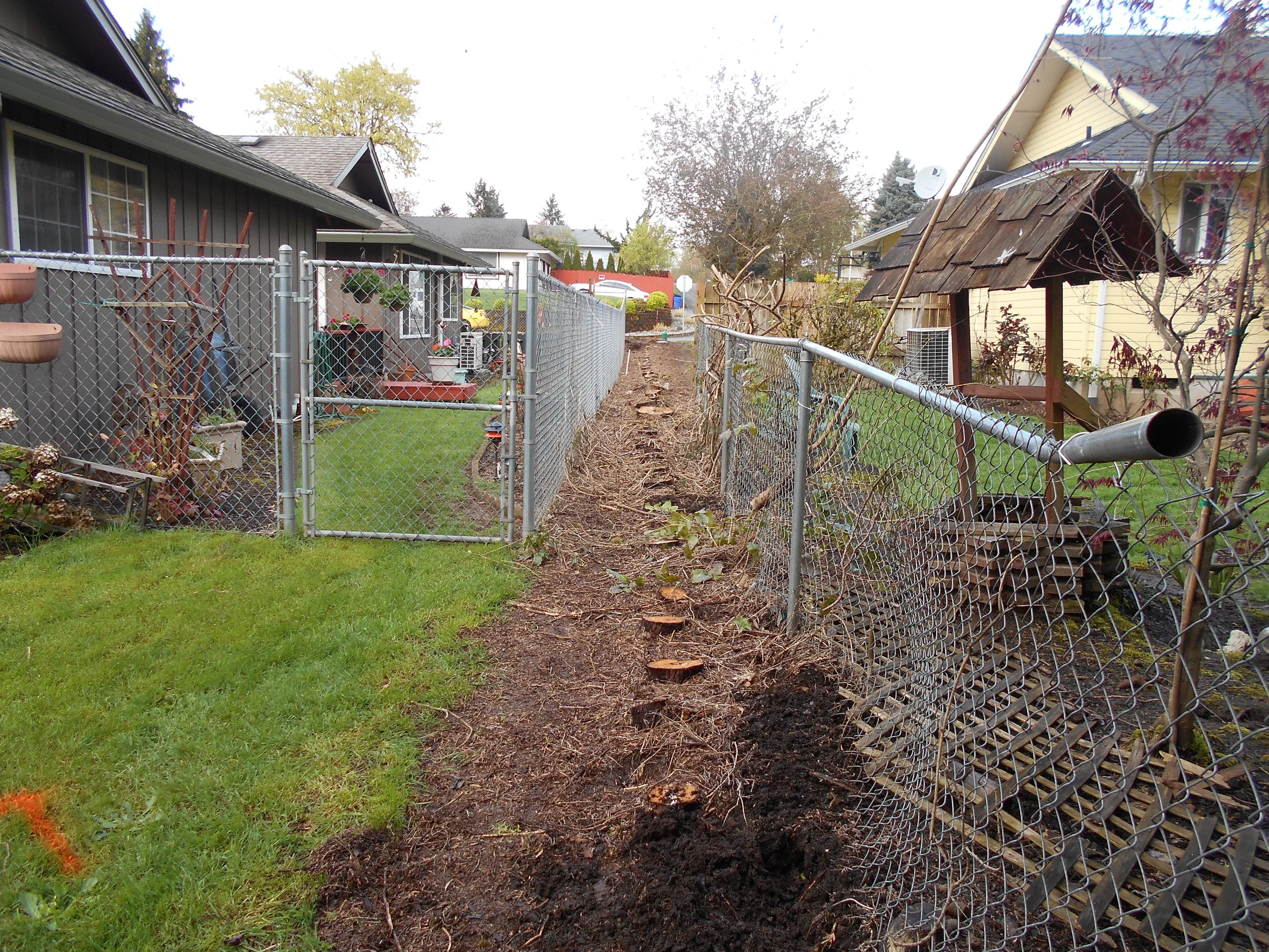  Row of Arborvitae stumps.  