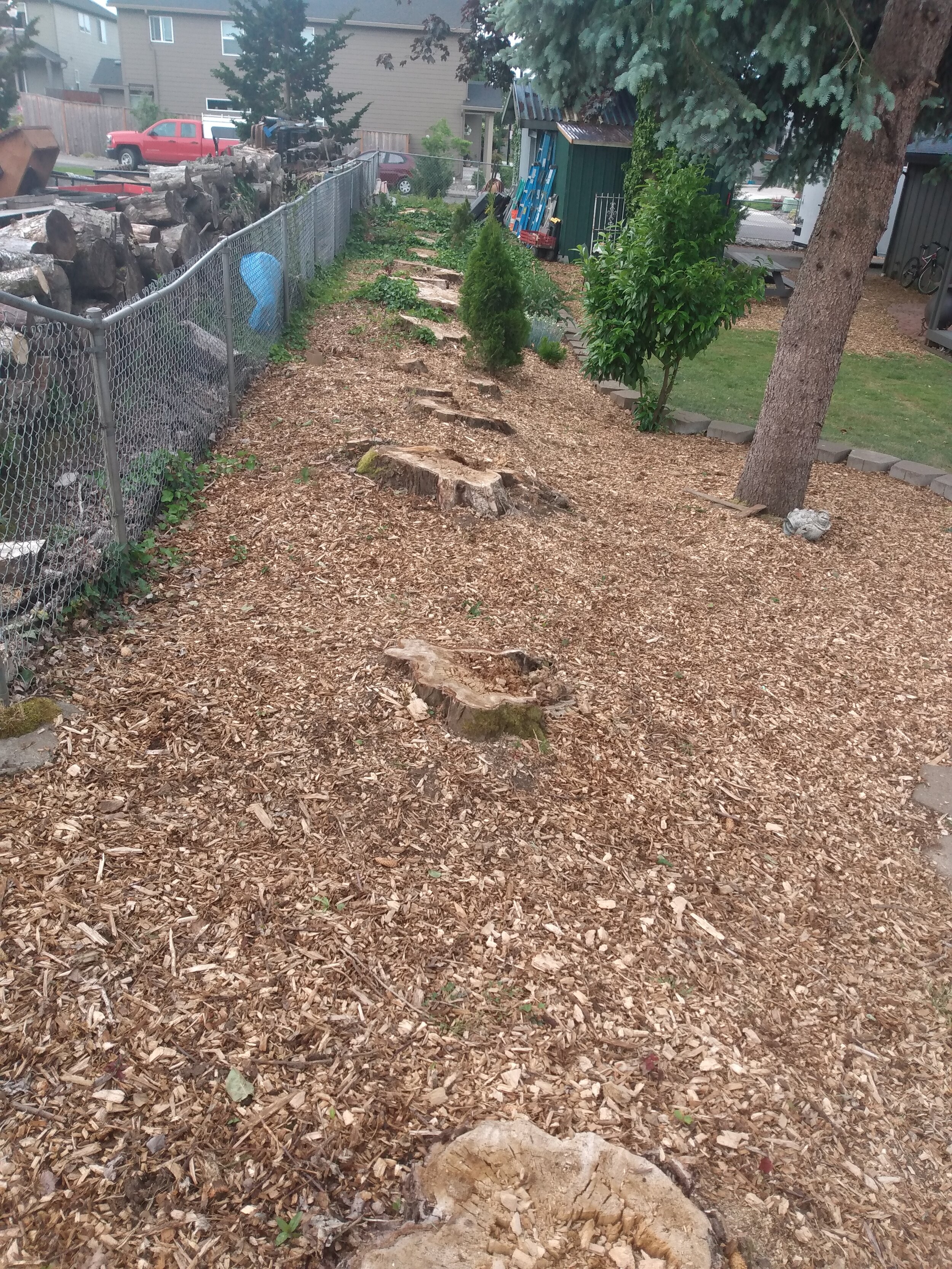 Row of cottonwood stumps.