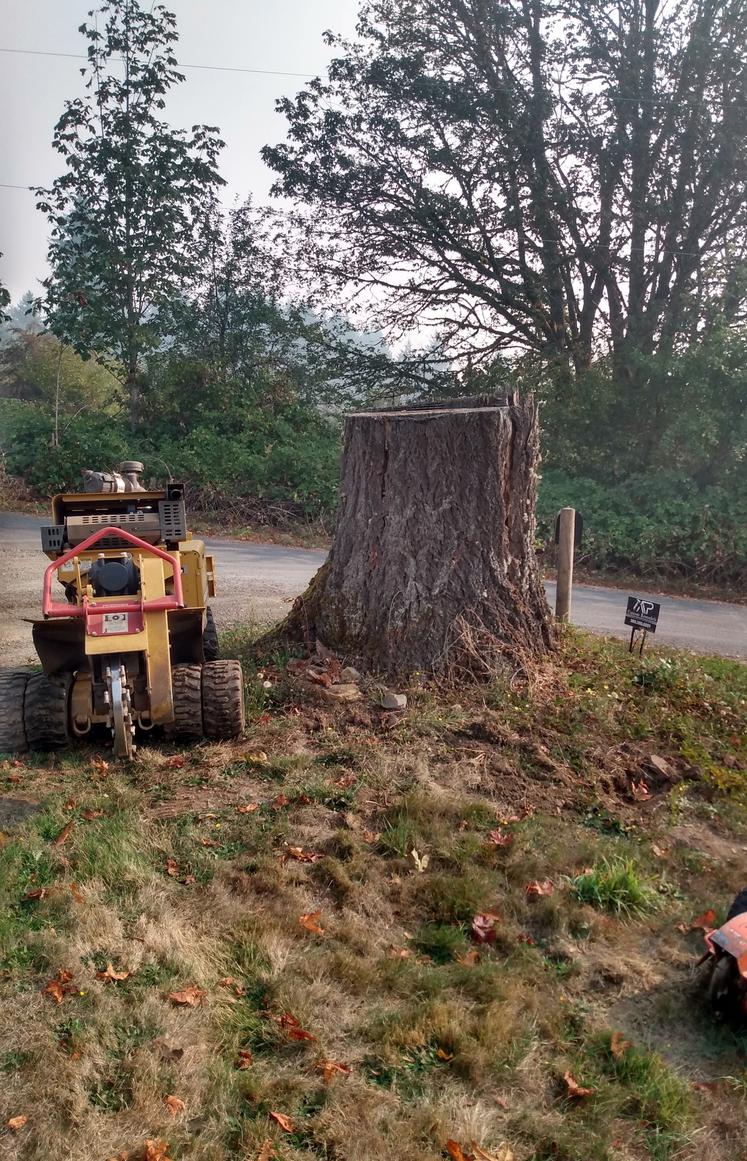 84” at the base Douglas Fir.