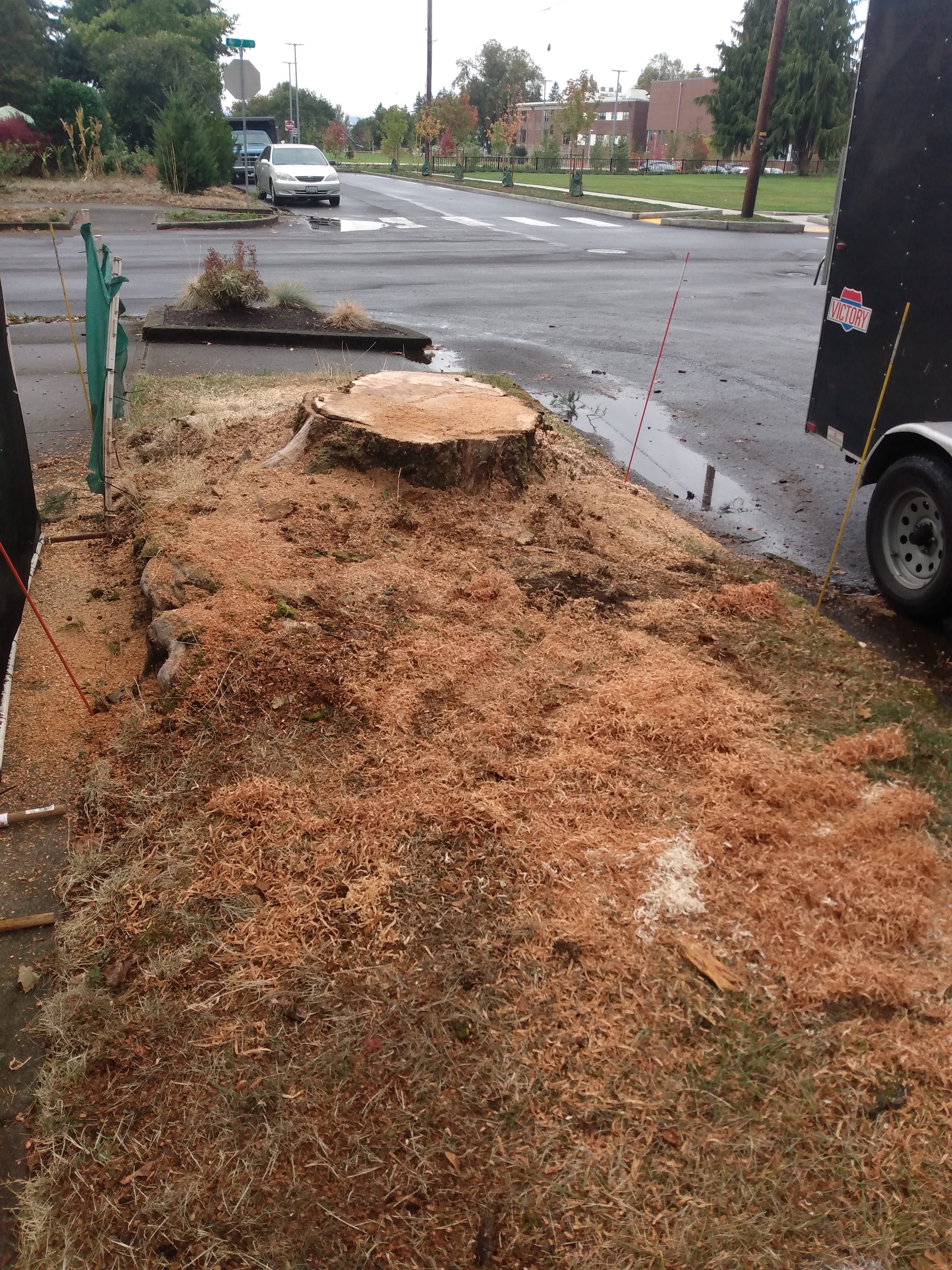 48” maple and roots going out 12’
