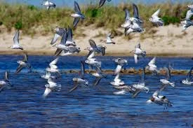 birds.jpg