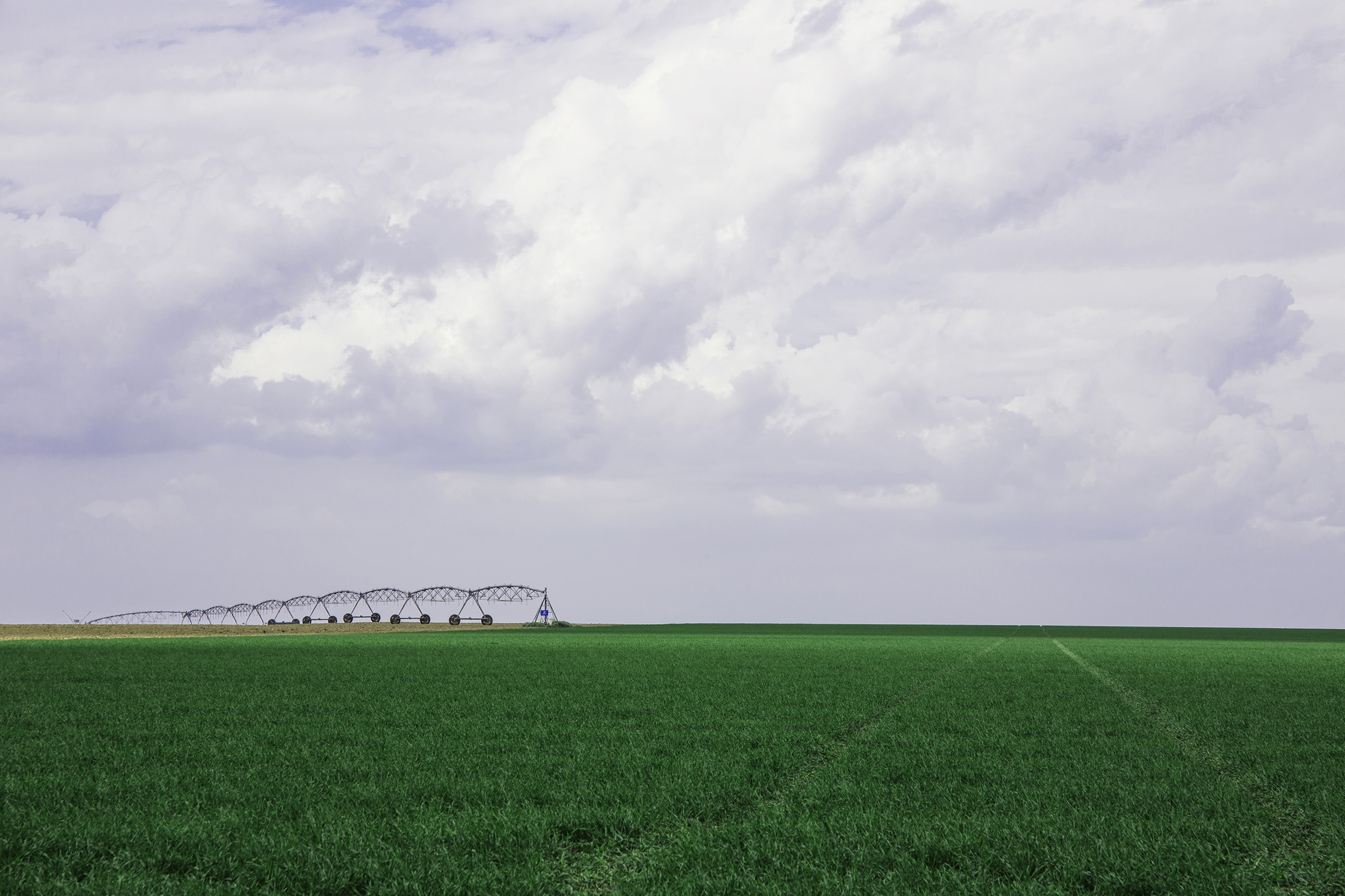 Field of Wheats-web.jpg