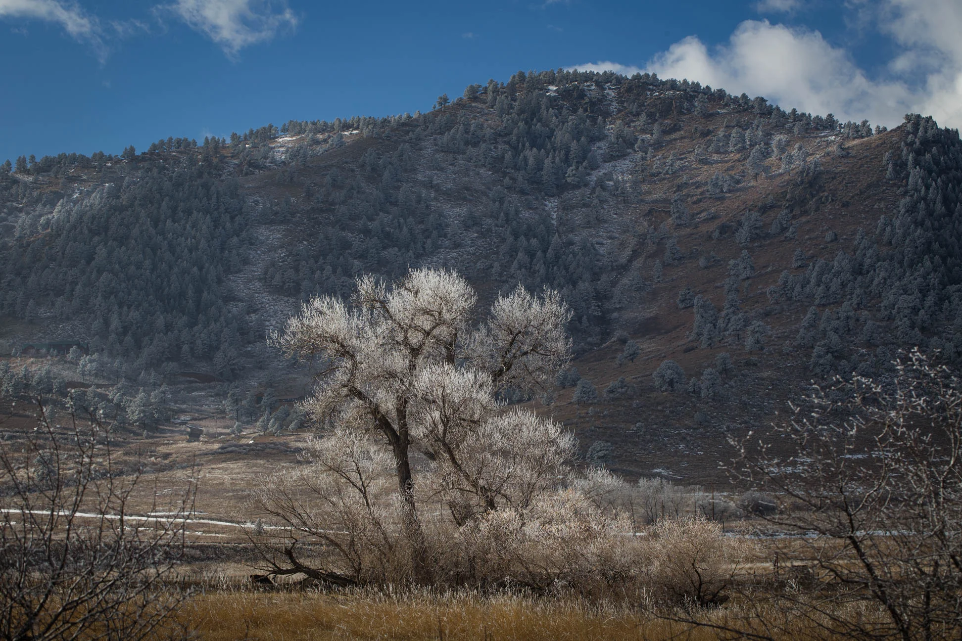 FrostedWeb-2.jpg