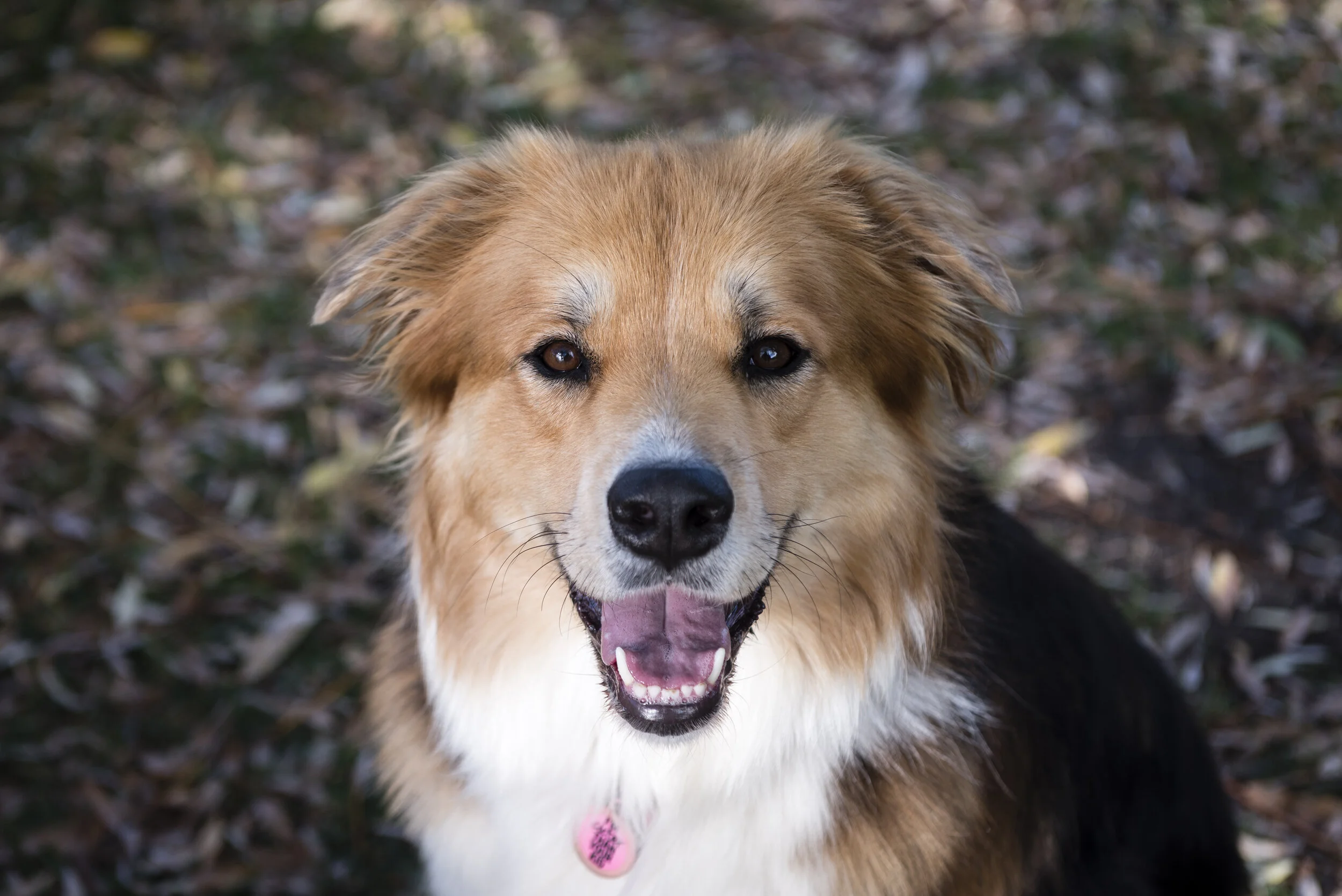 Four Seasons Special