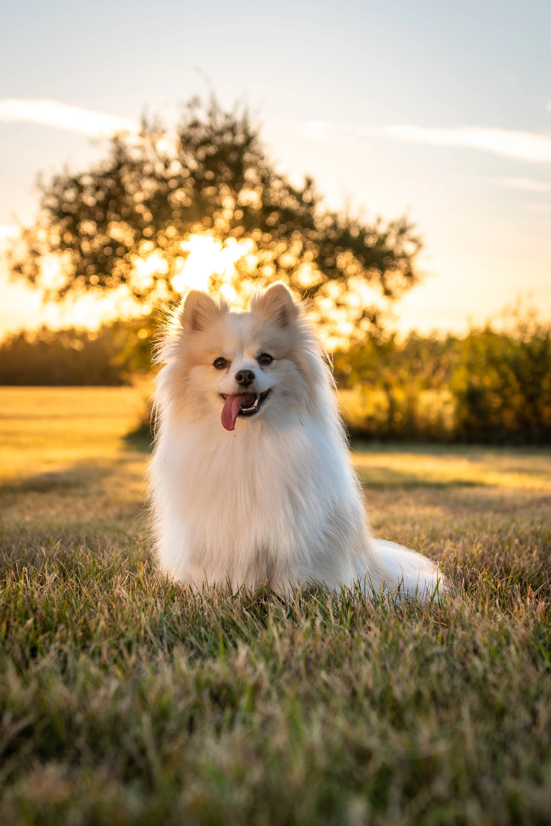 Mini-Session Gift Cards