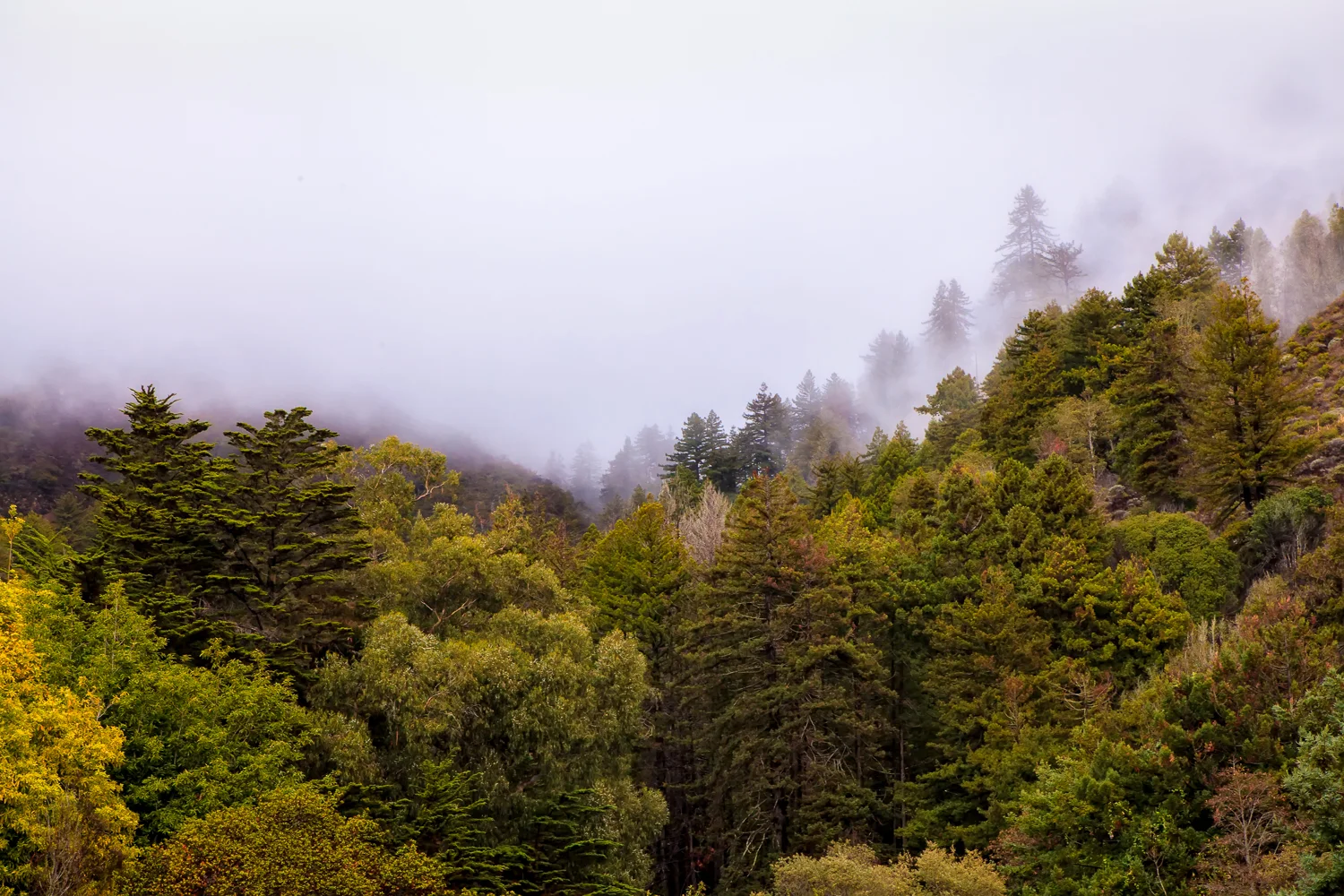 Big Sur Fog