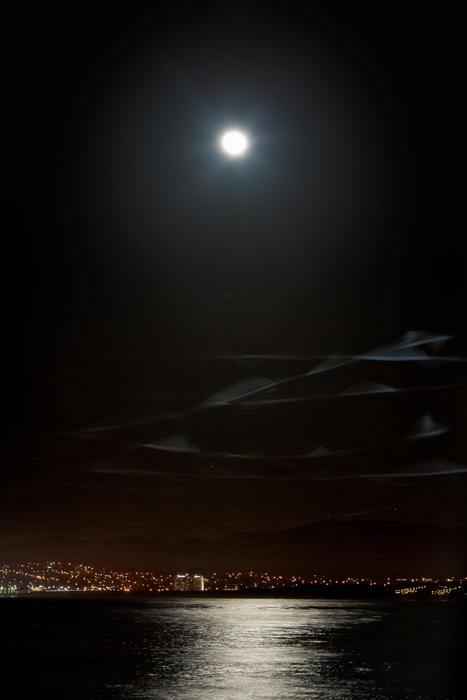 Seagulls fly through the Monterey Night, California