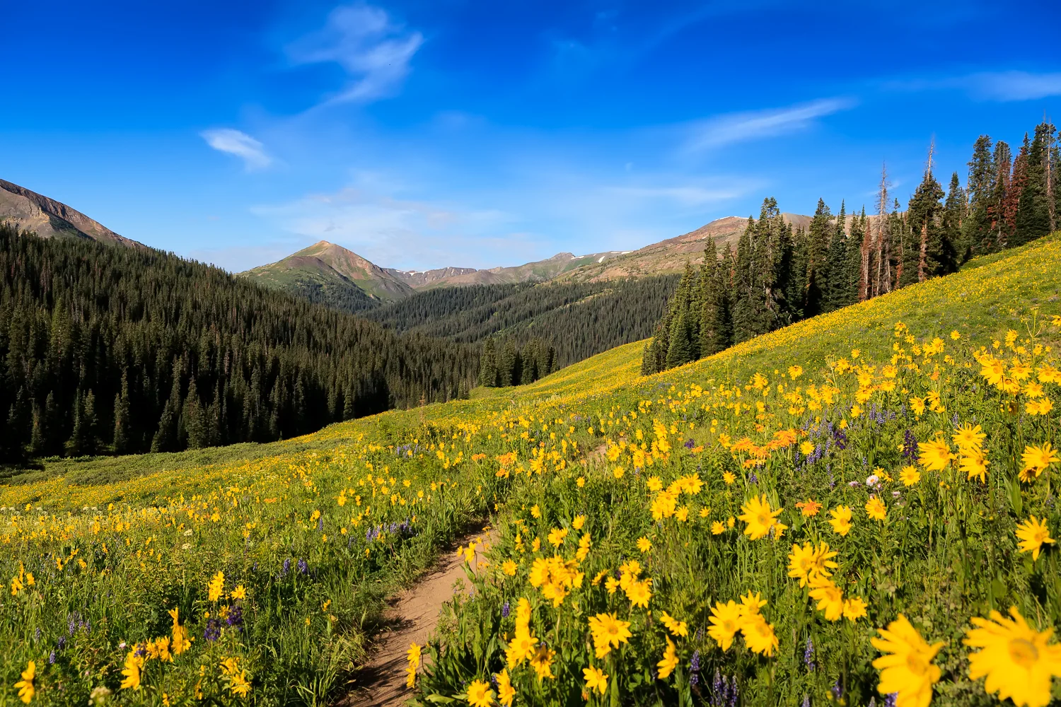 Wildflowers near Crested Butte, CO
