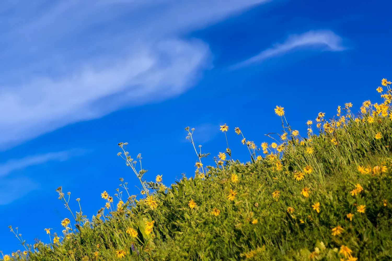 Wildflowers, Crested Butte, Colorado