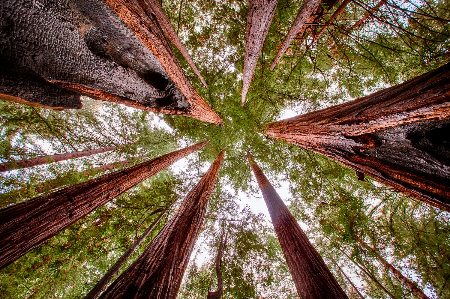Big Sur Redwoods