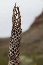 cholla cactus skeleton.jpeg