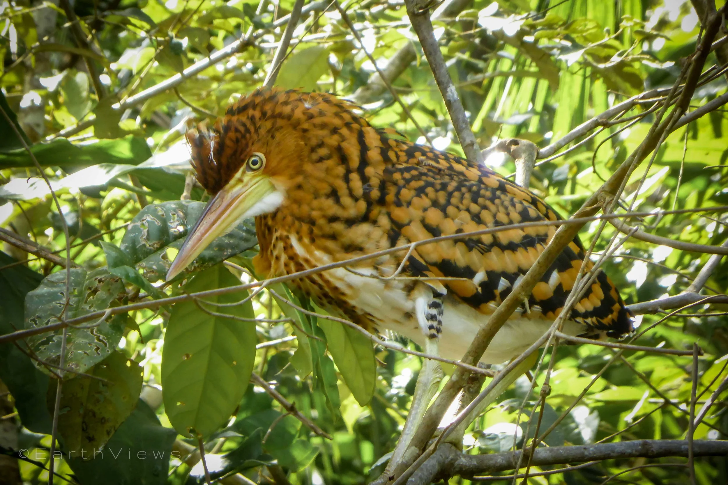 On the way to Siona Lodge: a young tiger heron is trying to maintain its balance while walking on a branch.