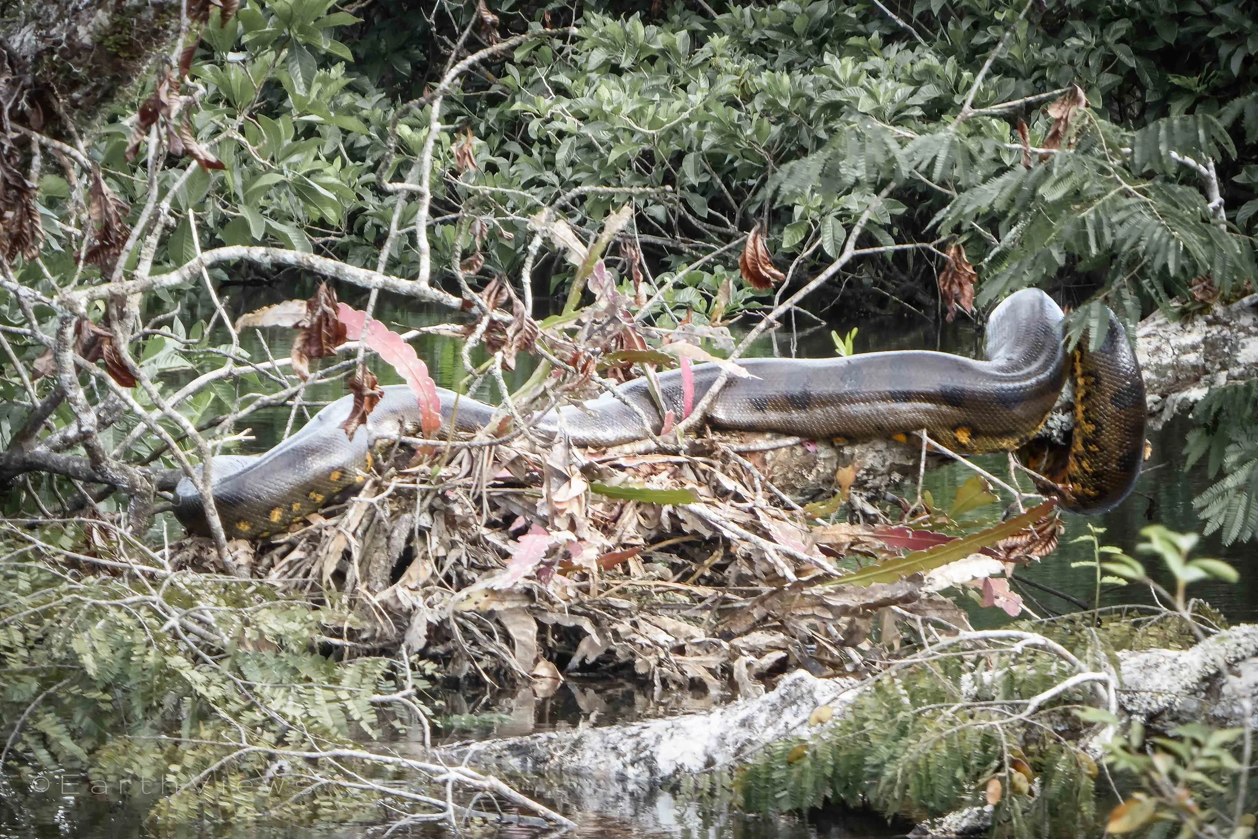 An anaconda twirled around a macrolobium tree standing in the water.