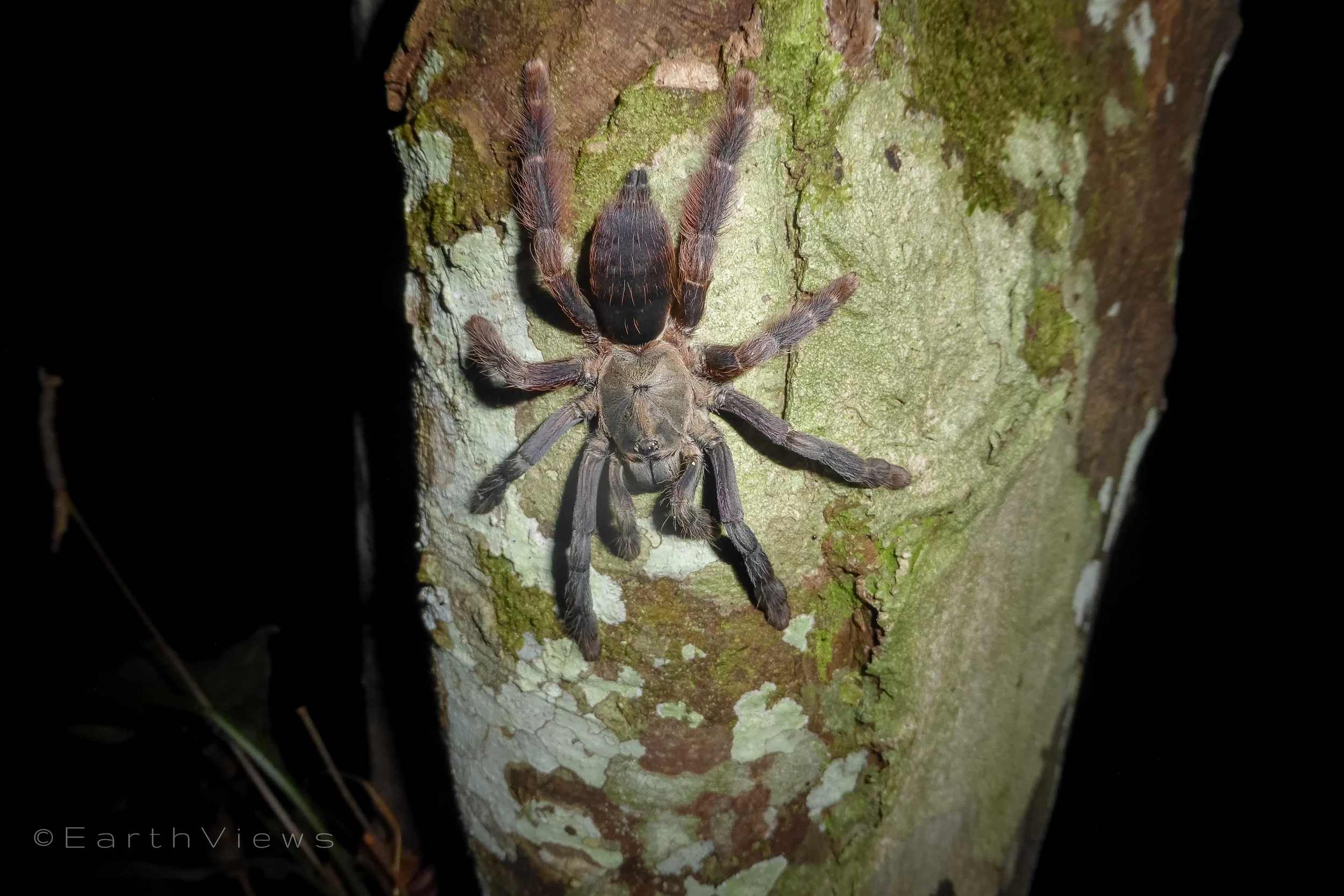 A 30-centimetre tarantula sitting on the tree next to the hut.