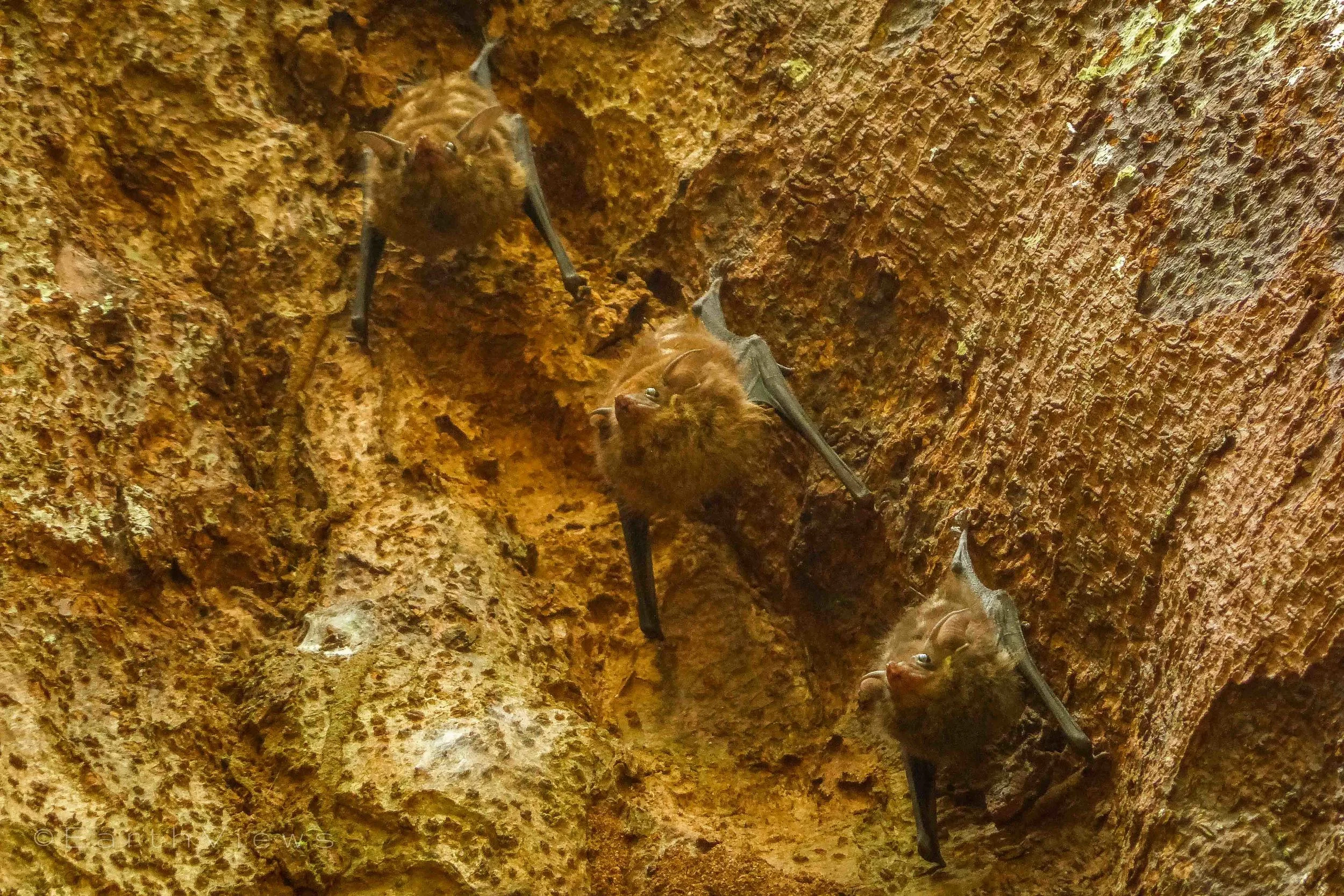 Three Bats, well camouflaged, doing their weird moves.