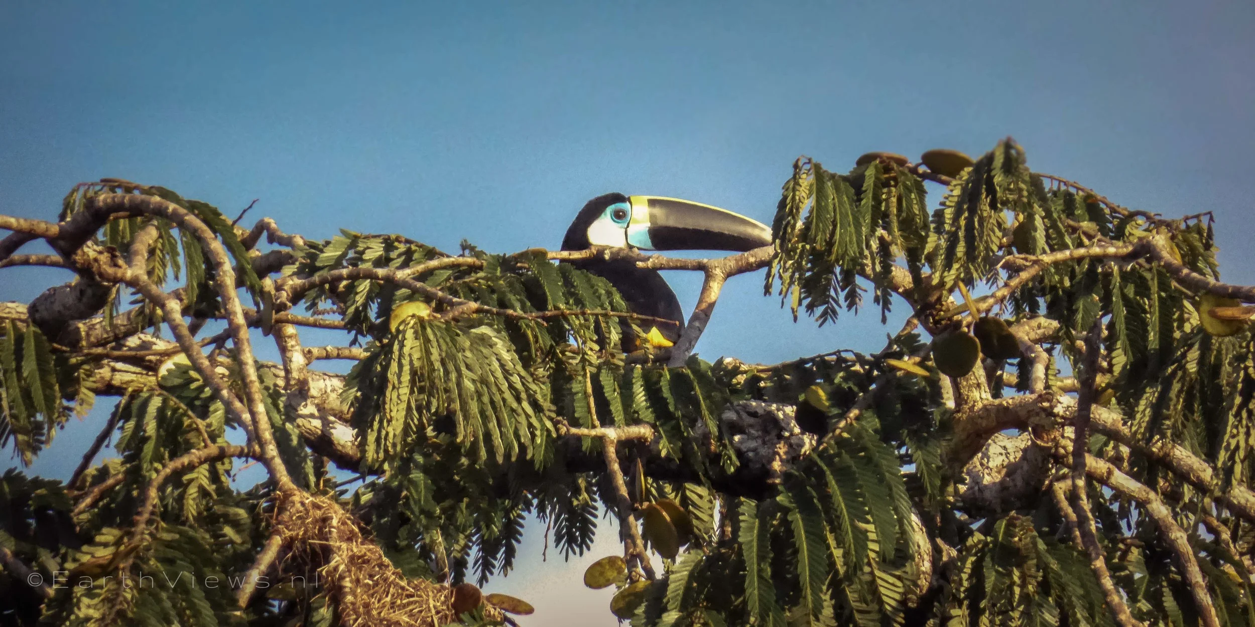 One of two toucans we saw up in a tree.