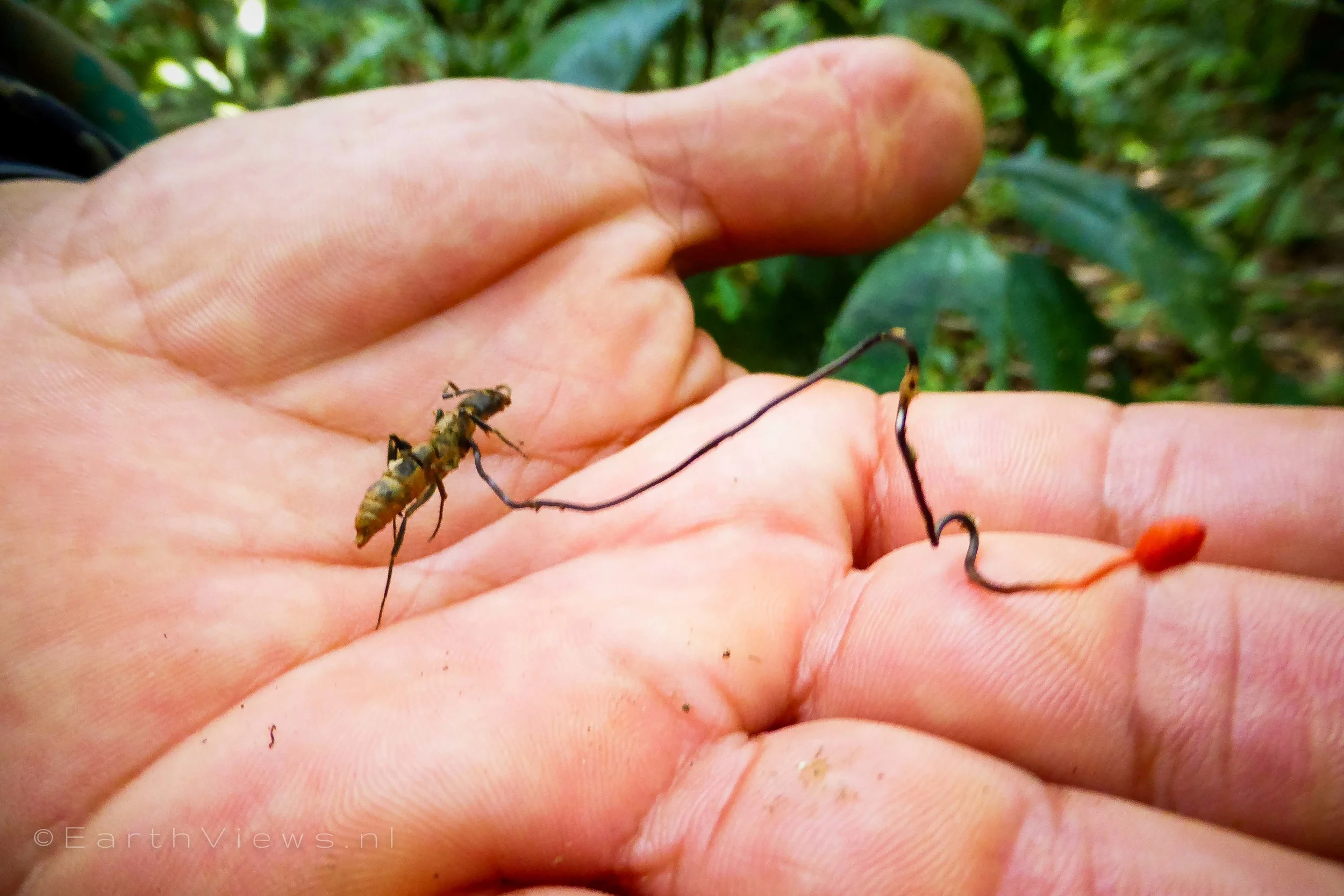 A zombie ant, infected by the insect-pathogenising fungus Ophiocordyceps unilateralis .