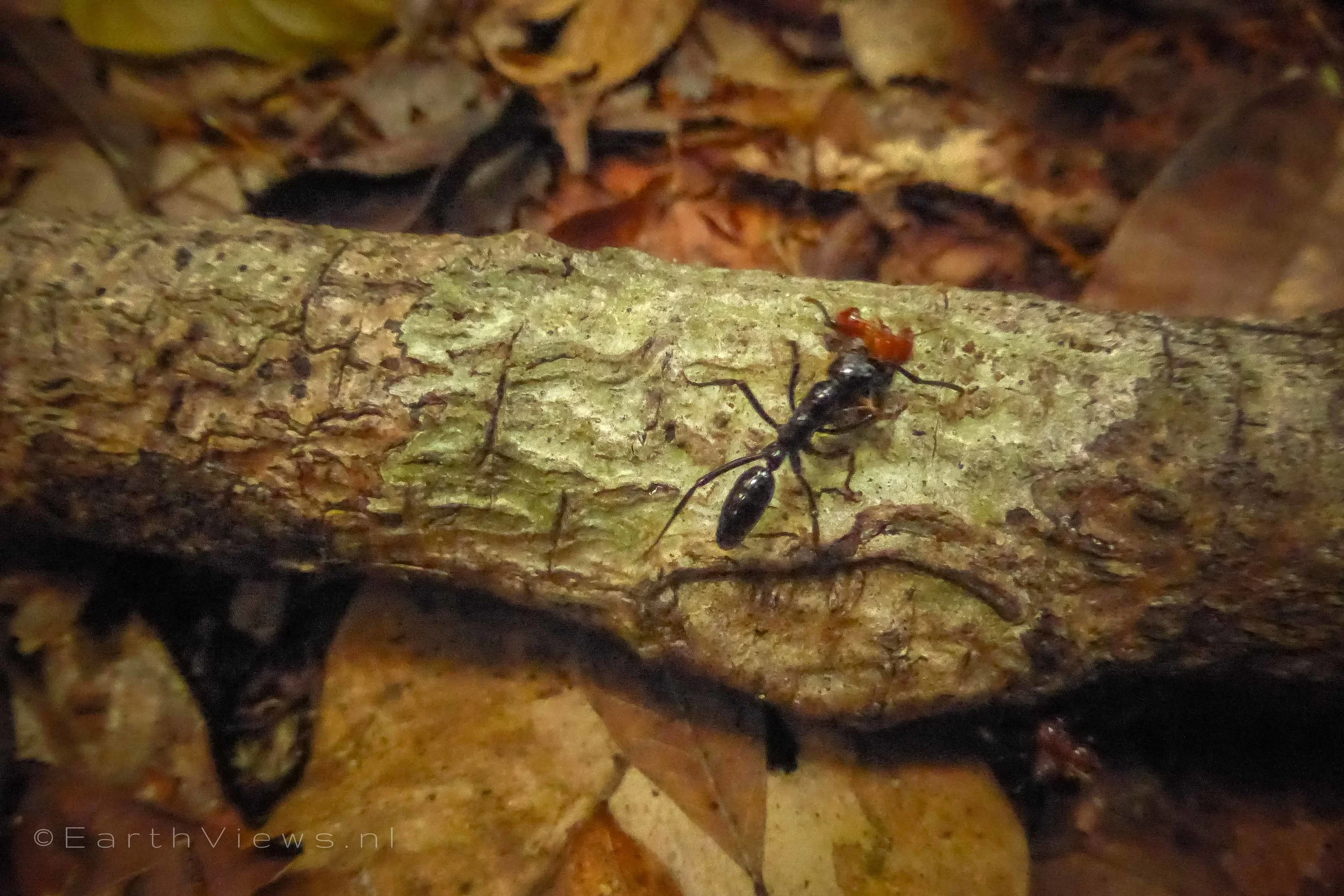 One of the trap jaw ants that were causing jungle trouble.
