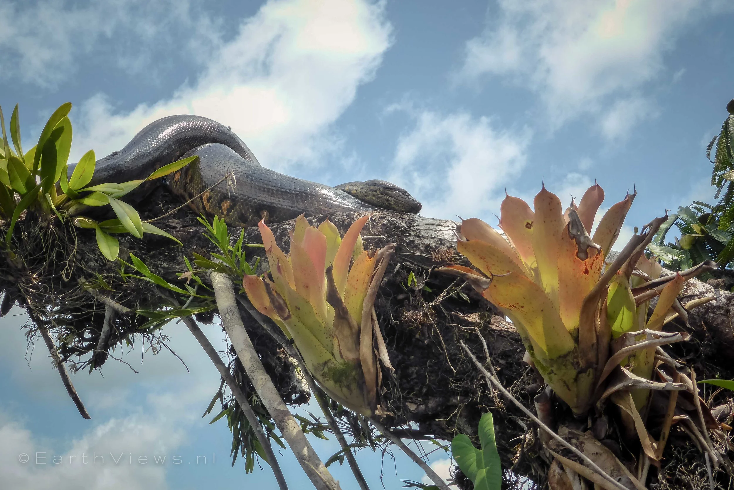 Another anaconda, this time, we could see its head.