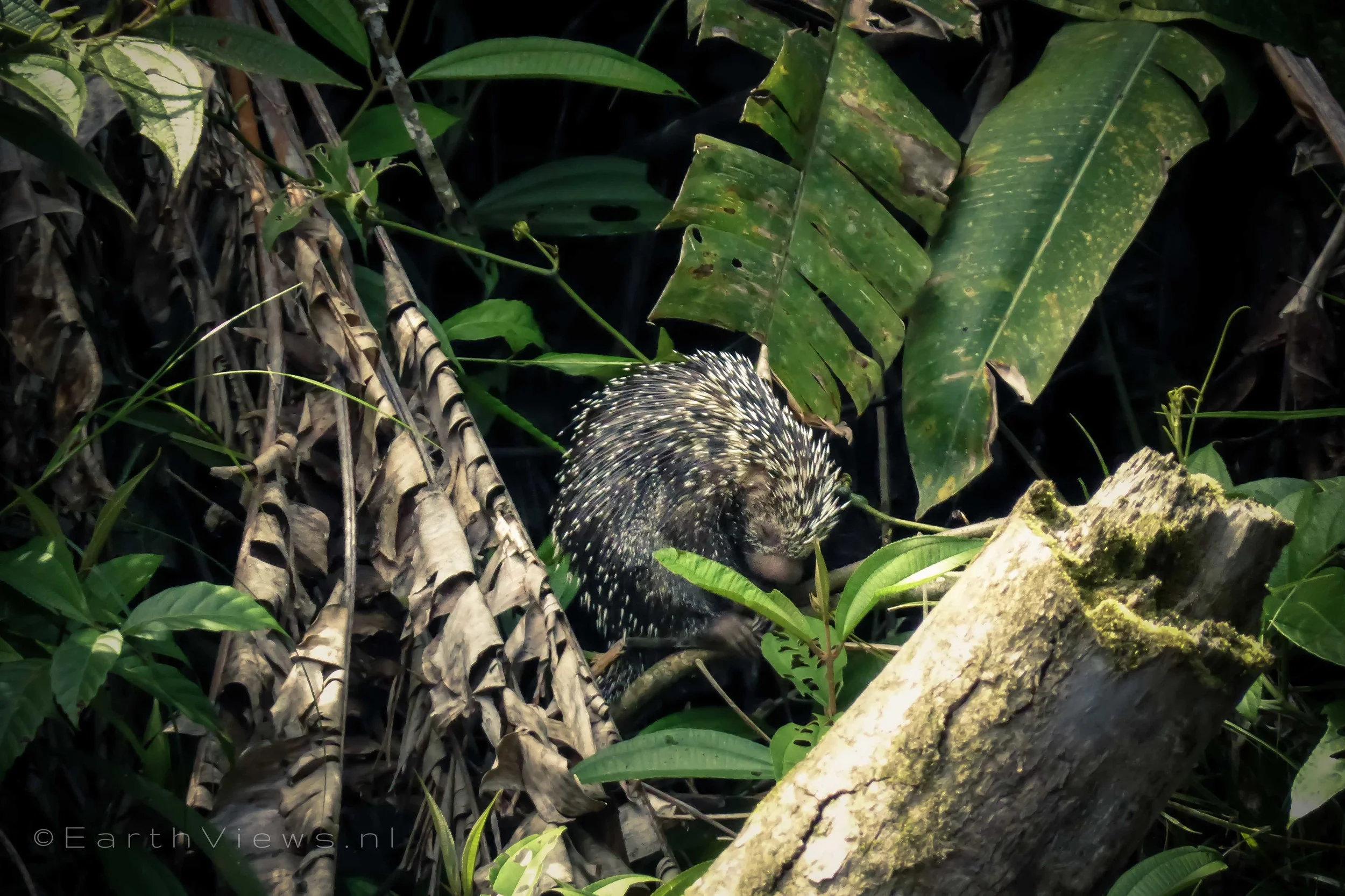 A porcupine, which was not very easy to spot.