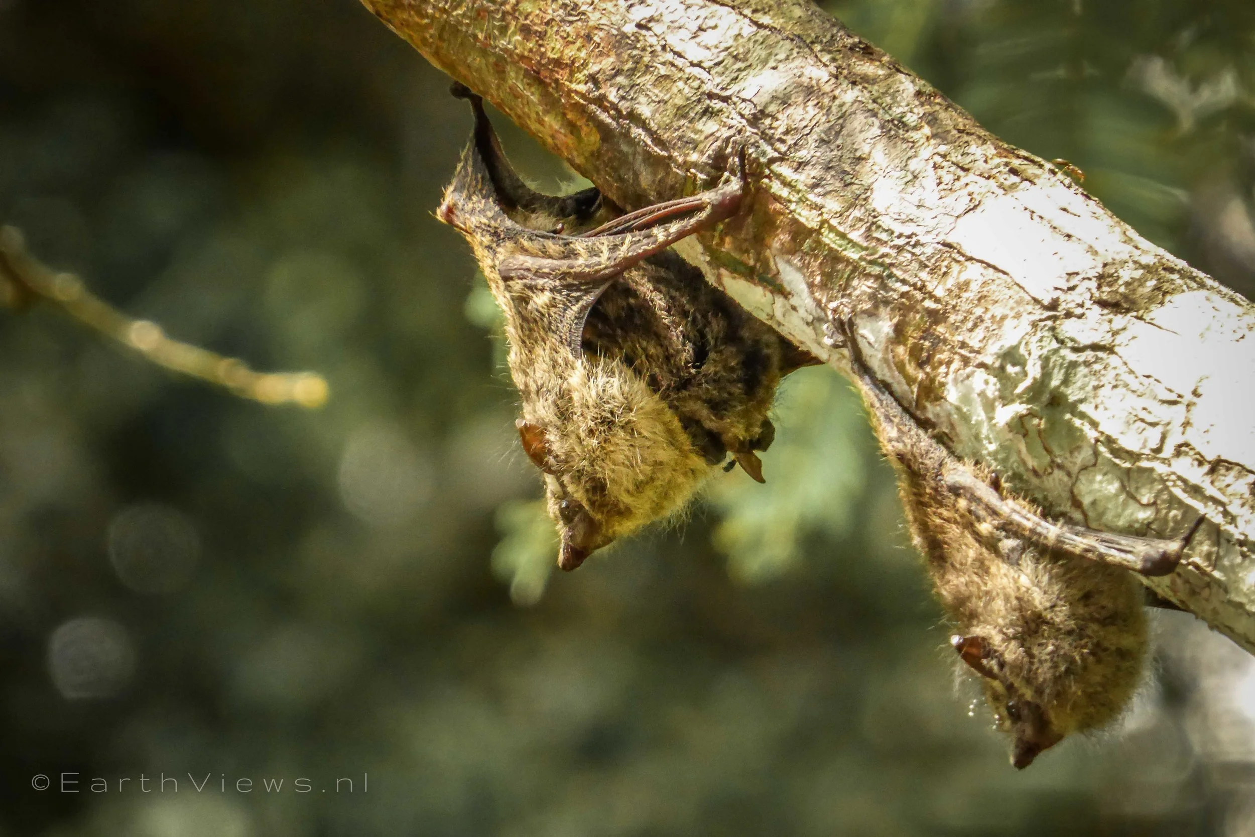 Mother and baby bat (on the left).