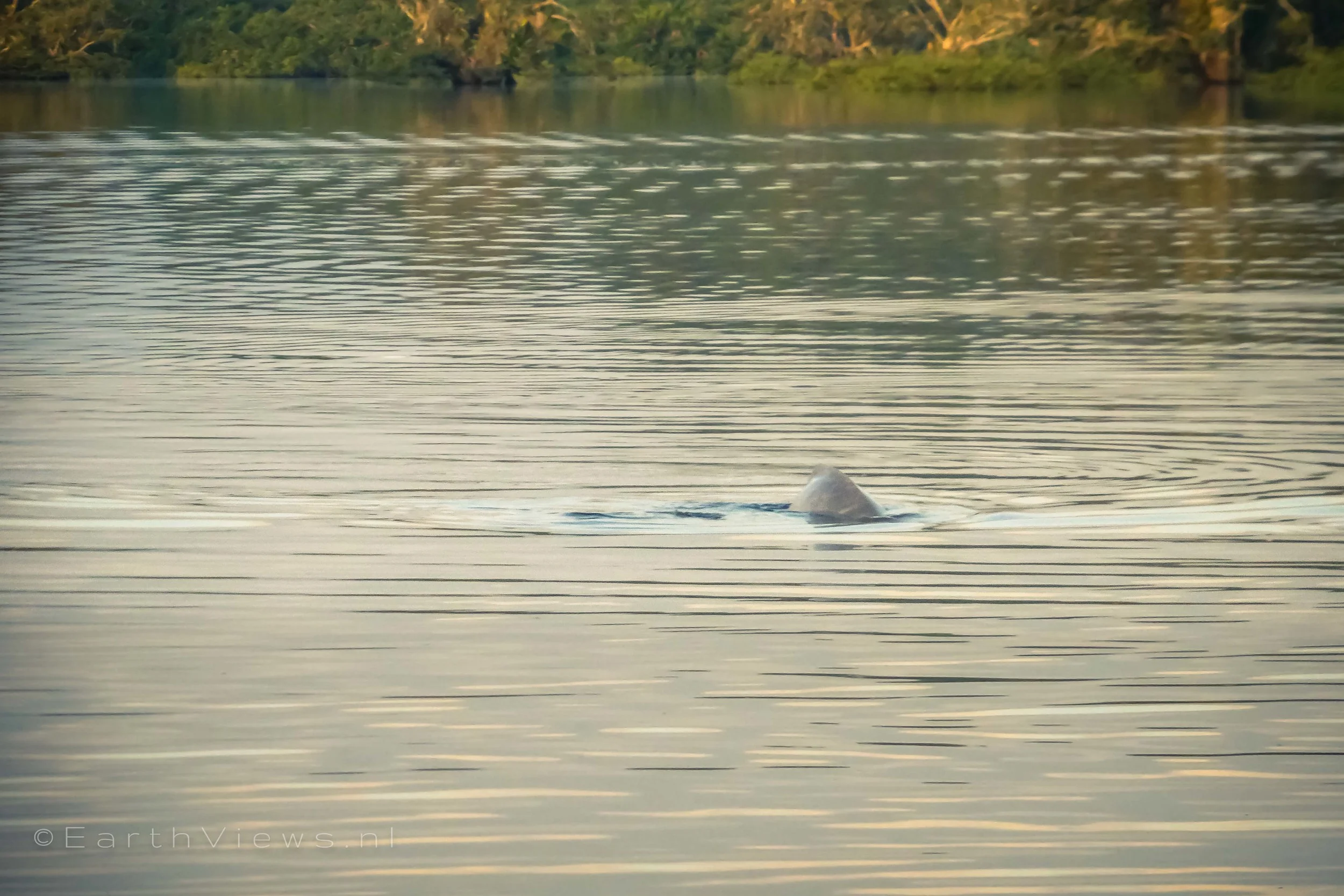 We have seen pink dolphins, but hardly more than their backs.