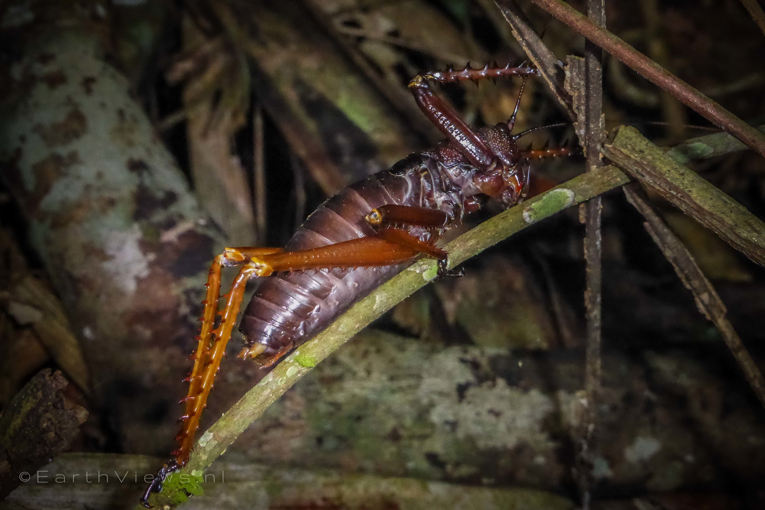 I did not take notice as to what kind of insect this is. I do know I’m happy it’s only a small creature.