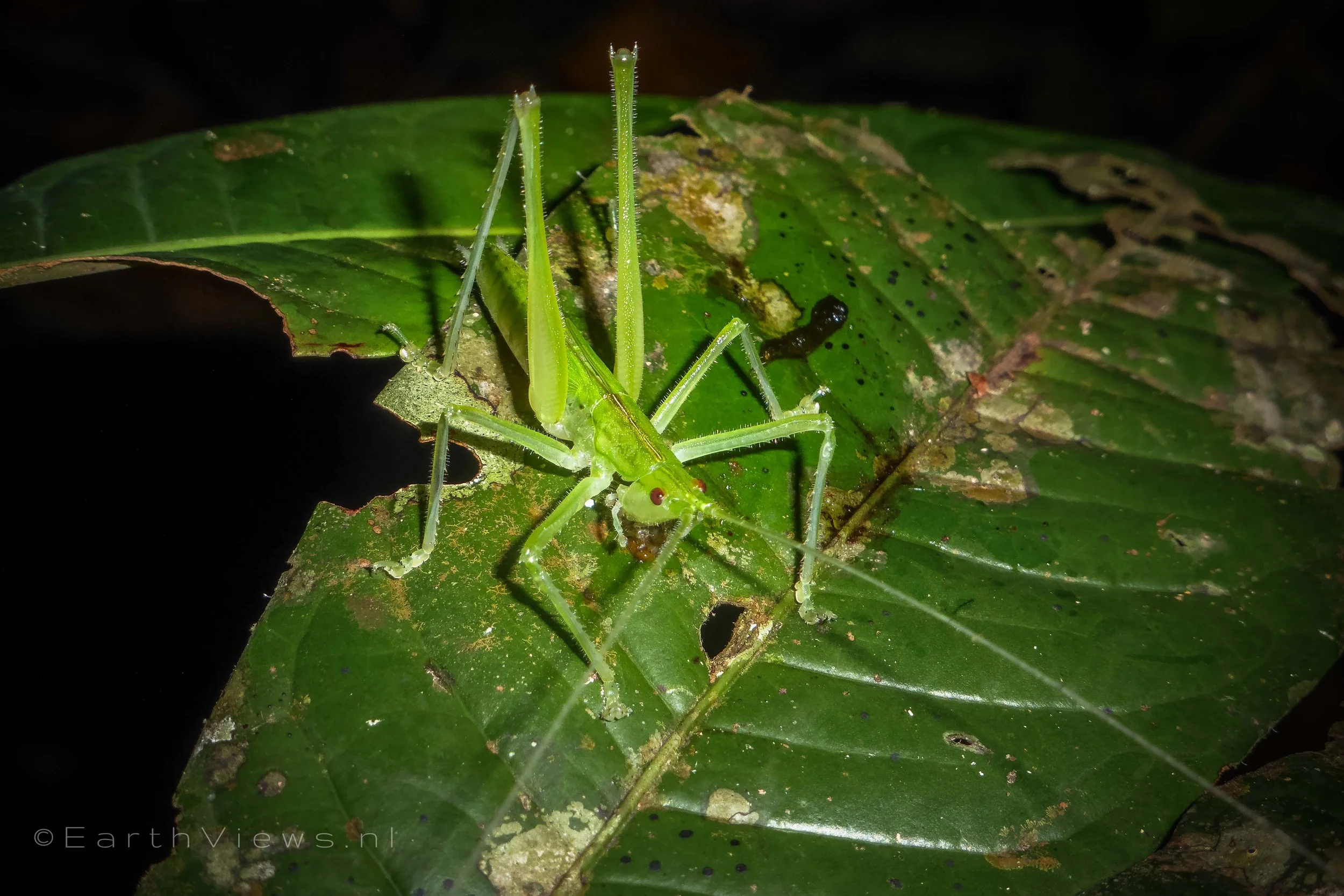 some kind of grasshopper.