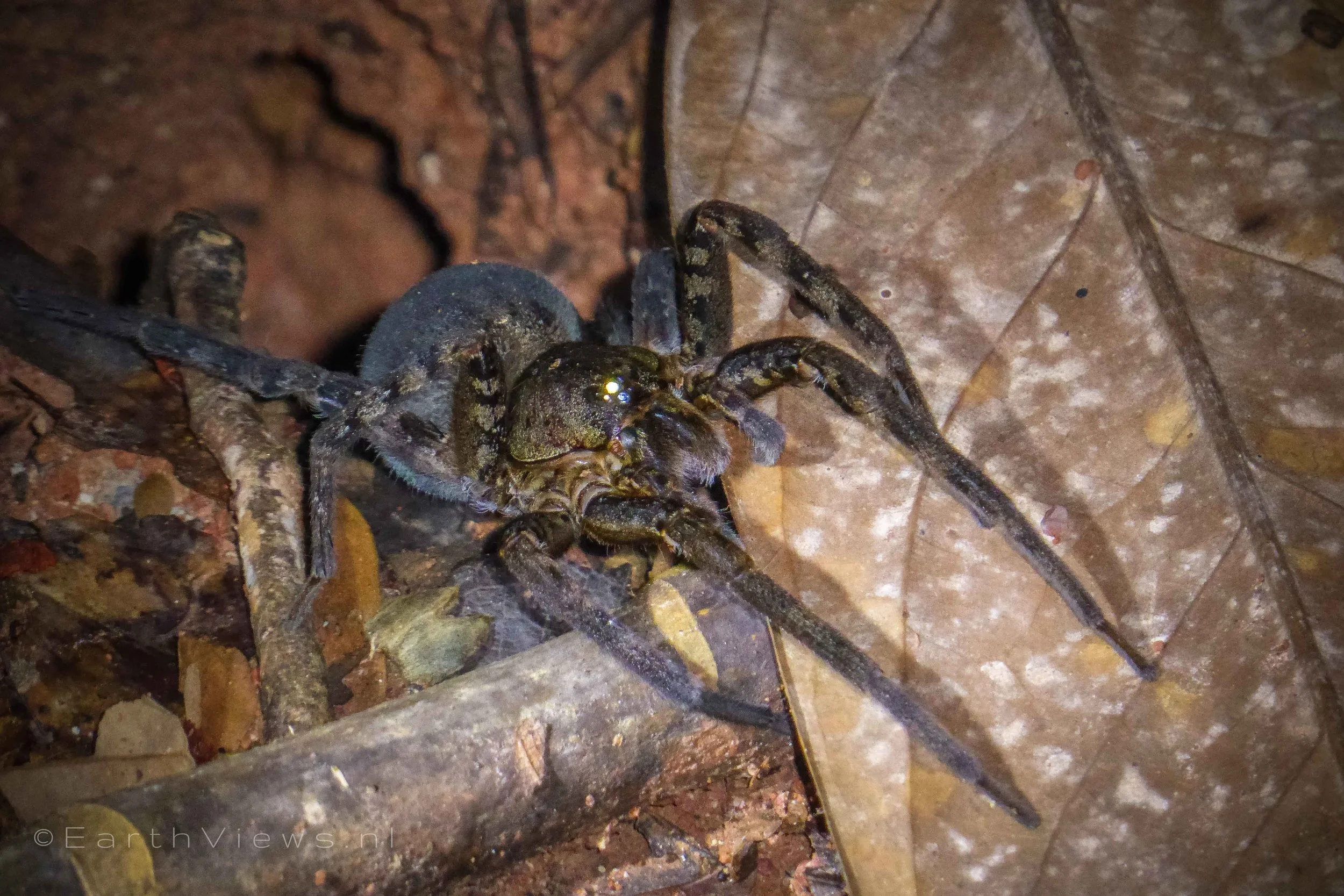 I don’t know for sure whether this is a tarantula, but it looks different from our ‘watch-dog’ tarantula spider in the lodge and is huge too.