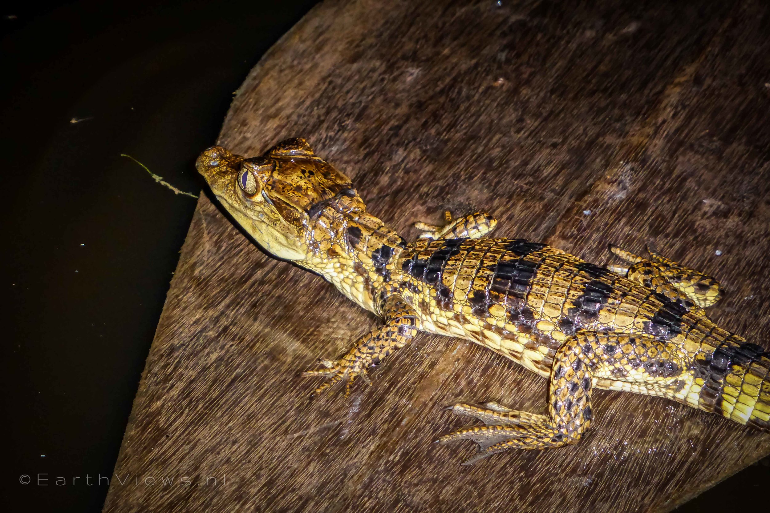 A baby crocodile, only as small as a human hand.