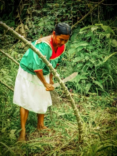 Harvesting a yucca root.