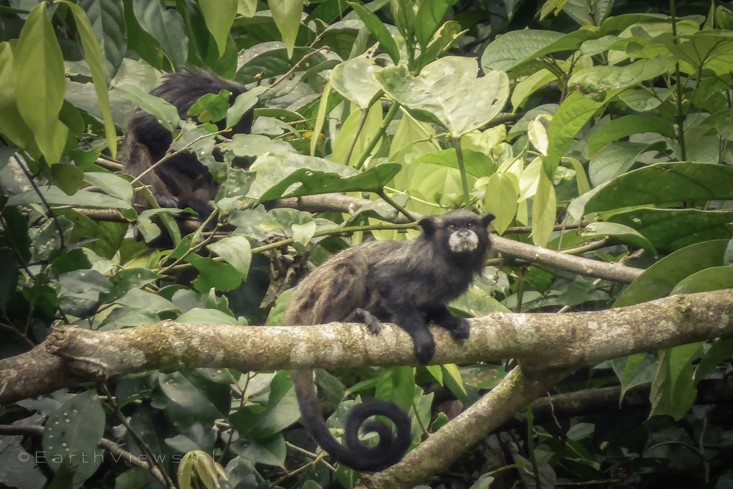 Final surprise. An animal we did not see earlier: the tamarin monkey.