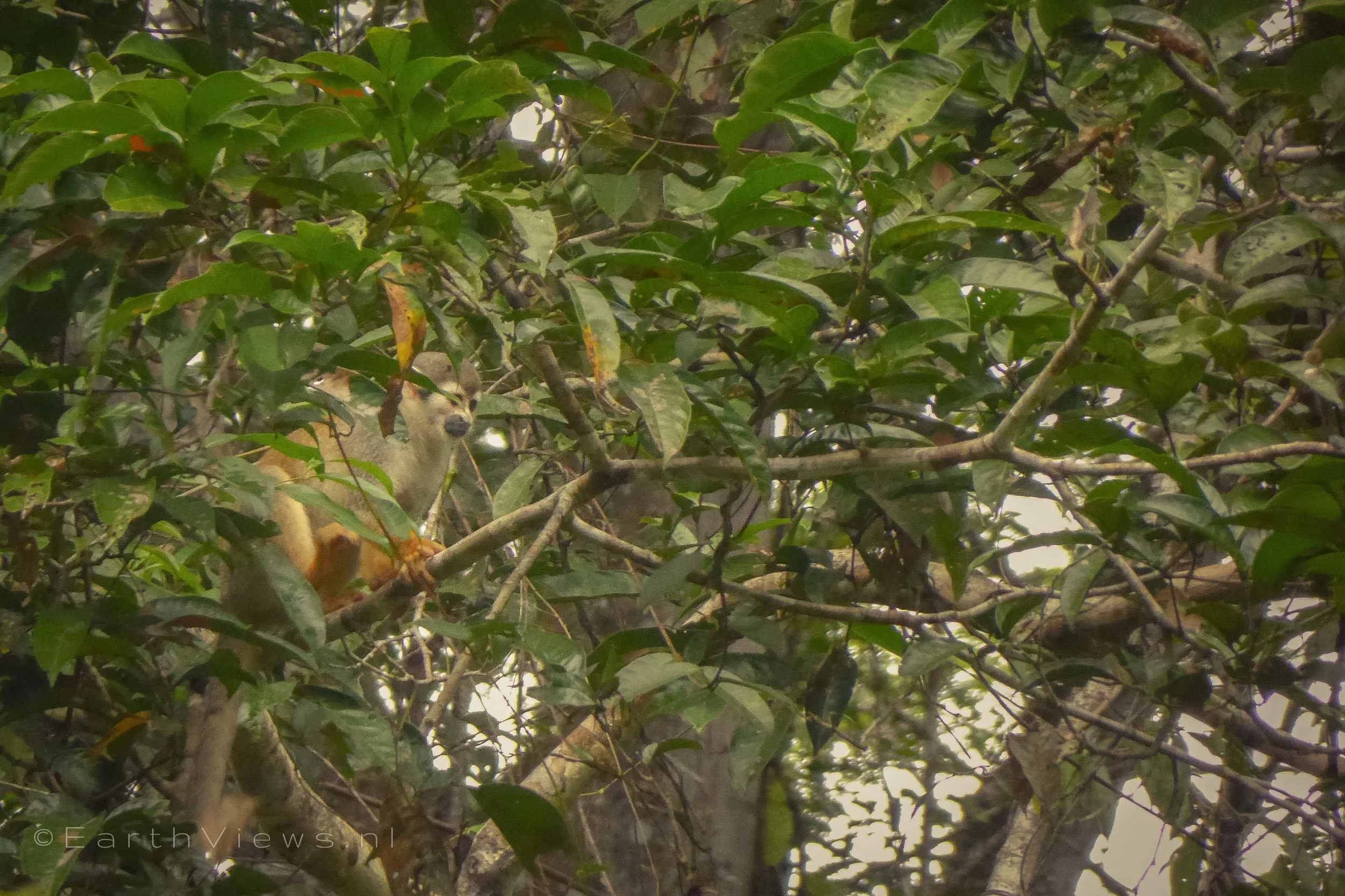Final surprise. An animal we did not see earlier: the squirrel monkey.