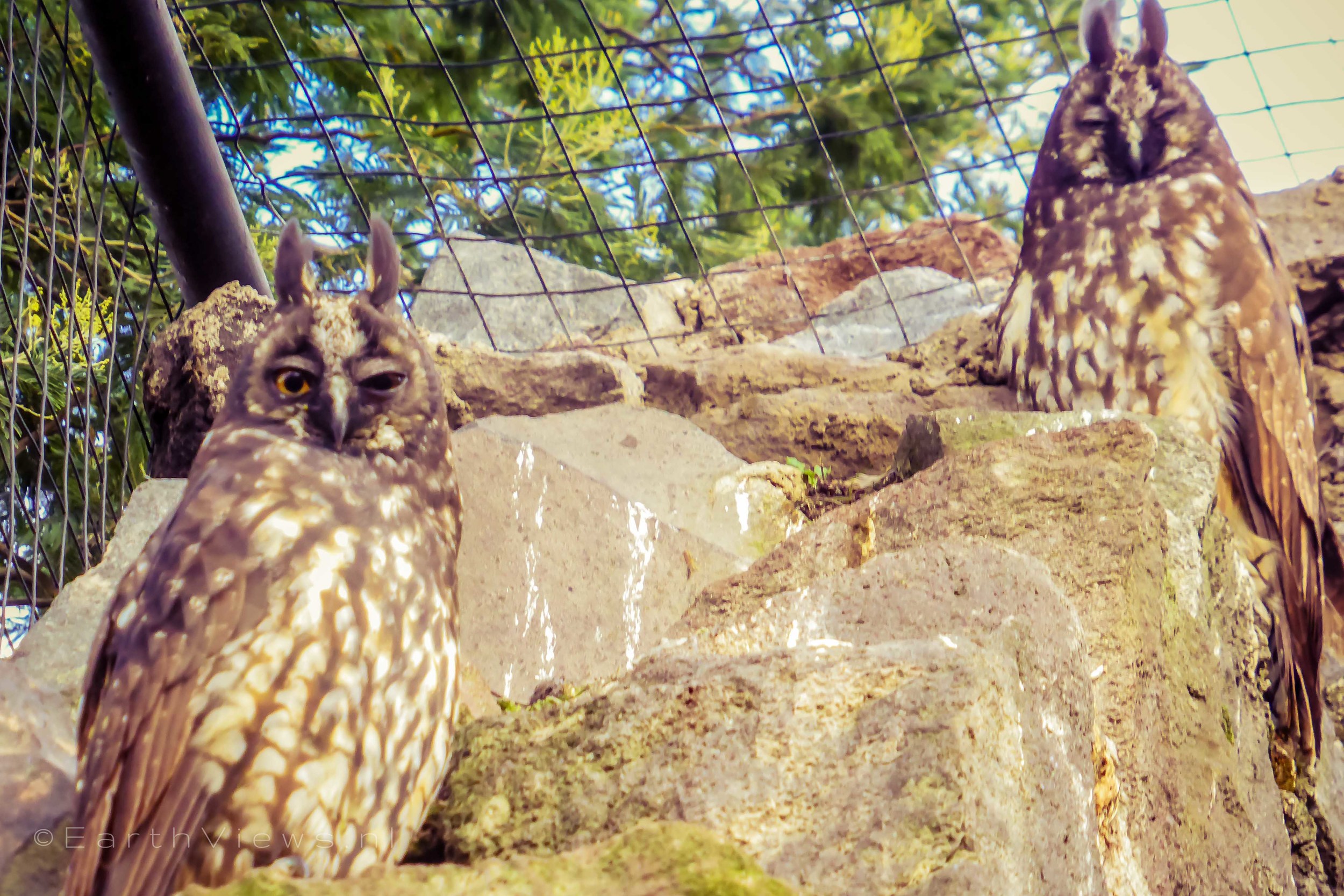 Stygian Owls.