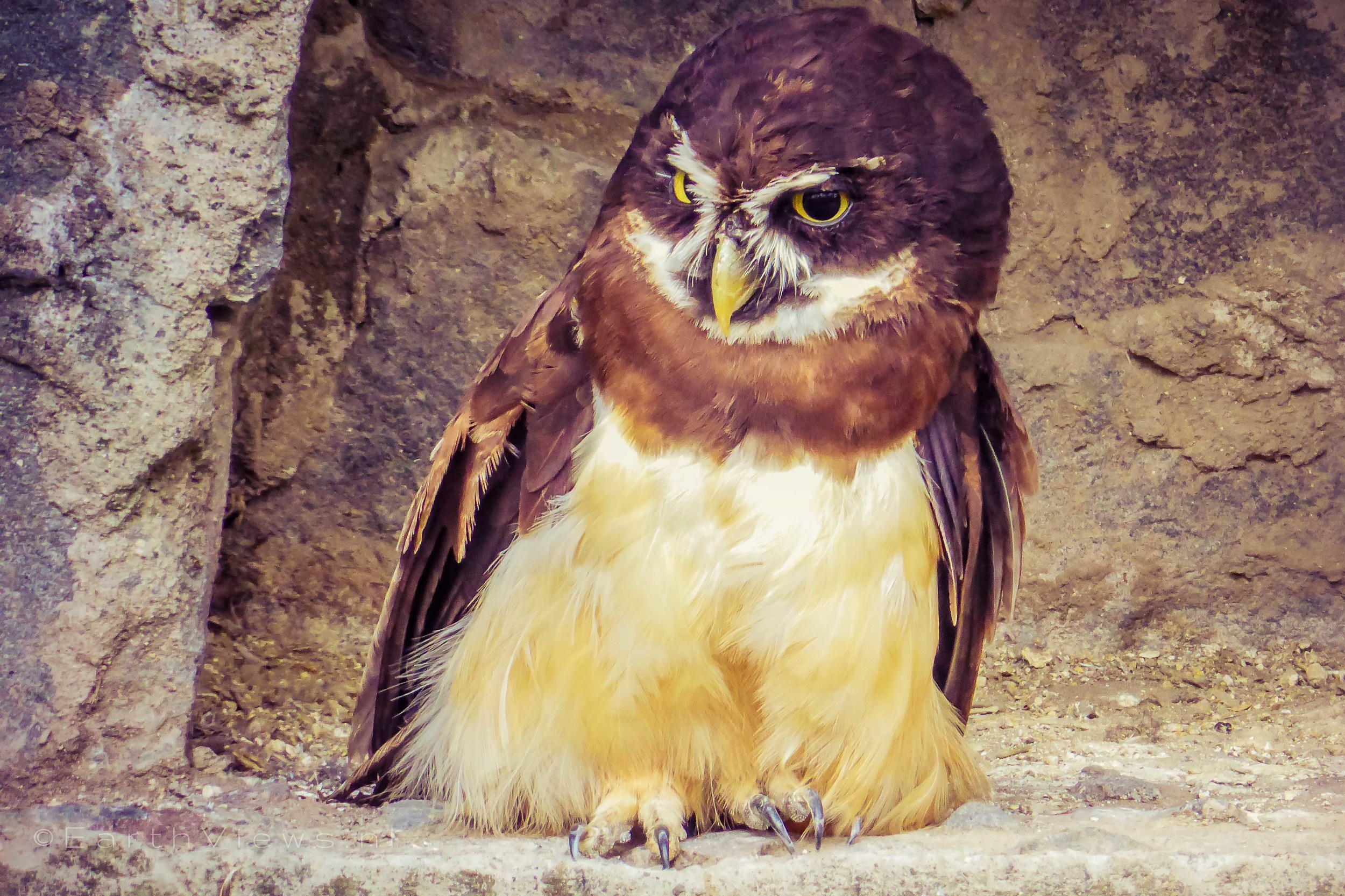 The Spectacled Owl.