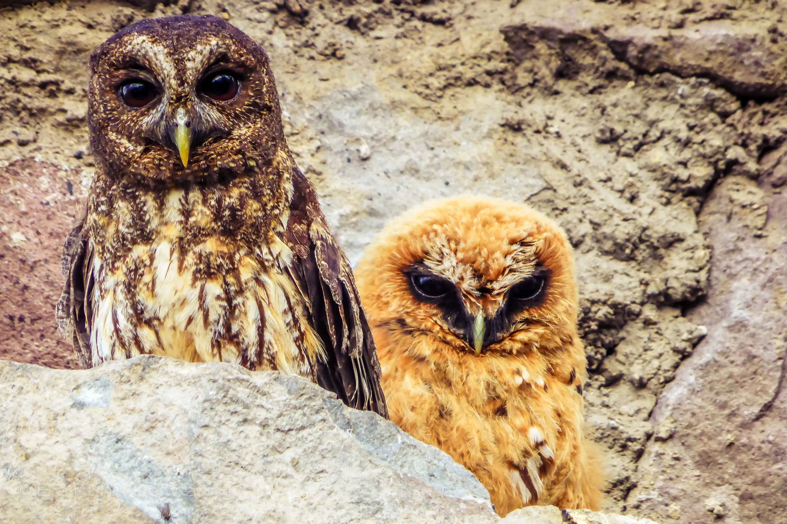Rufous-banded Owls.