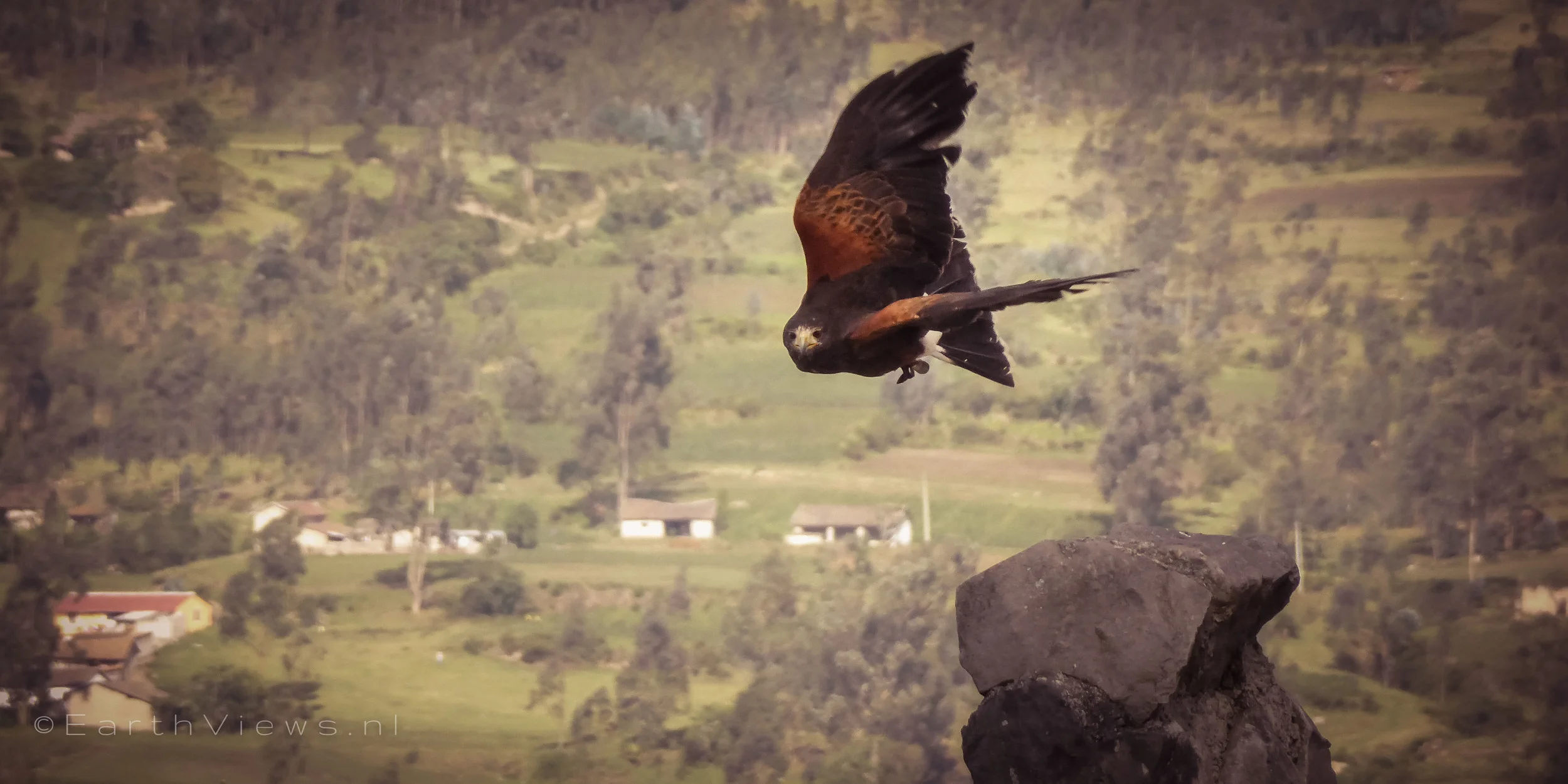 A Harris’s hawk in flight at the Condor Park.