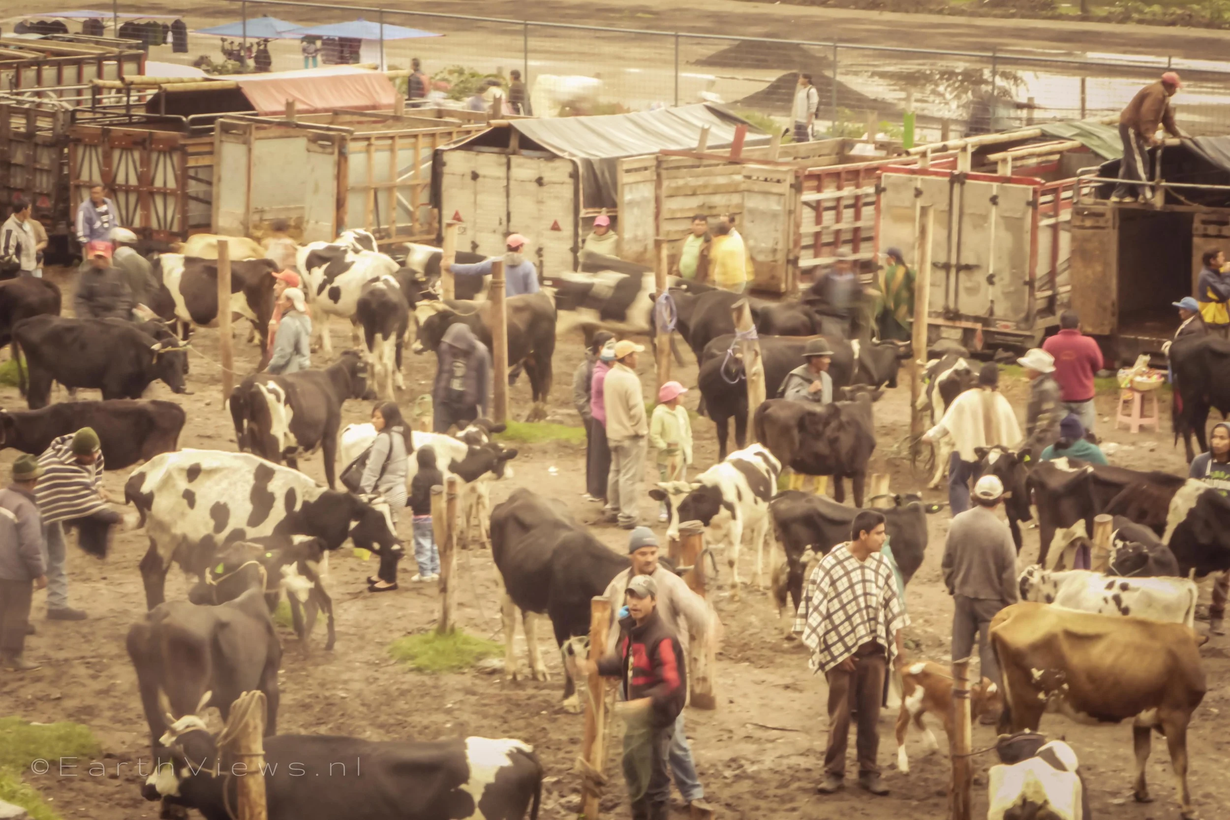 Overview on the animal market.