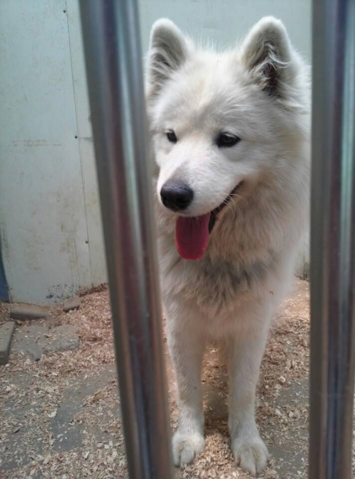 Korean Samoyeds — Y-Not Save a Sam Rescue